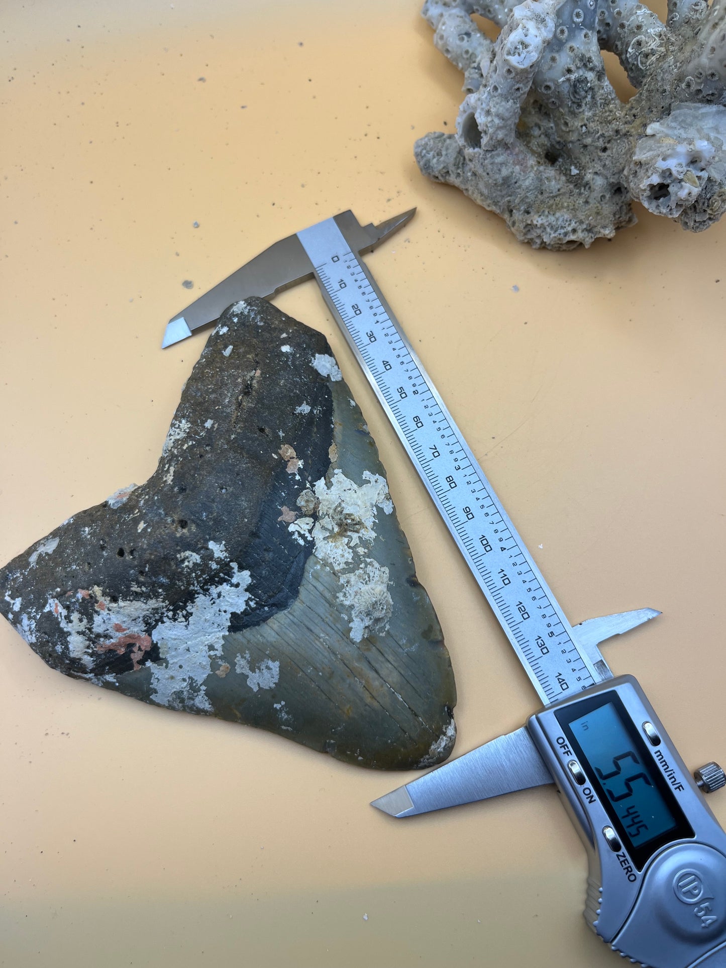 5.5” megalodon tooth