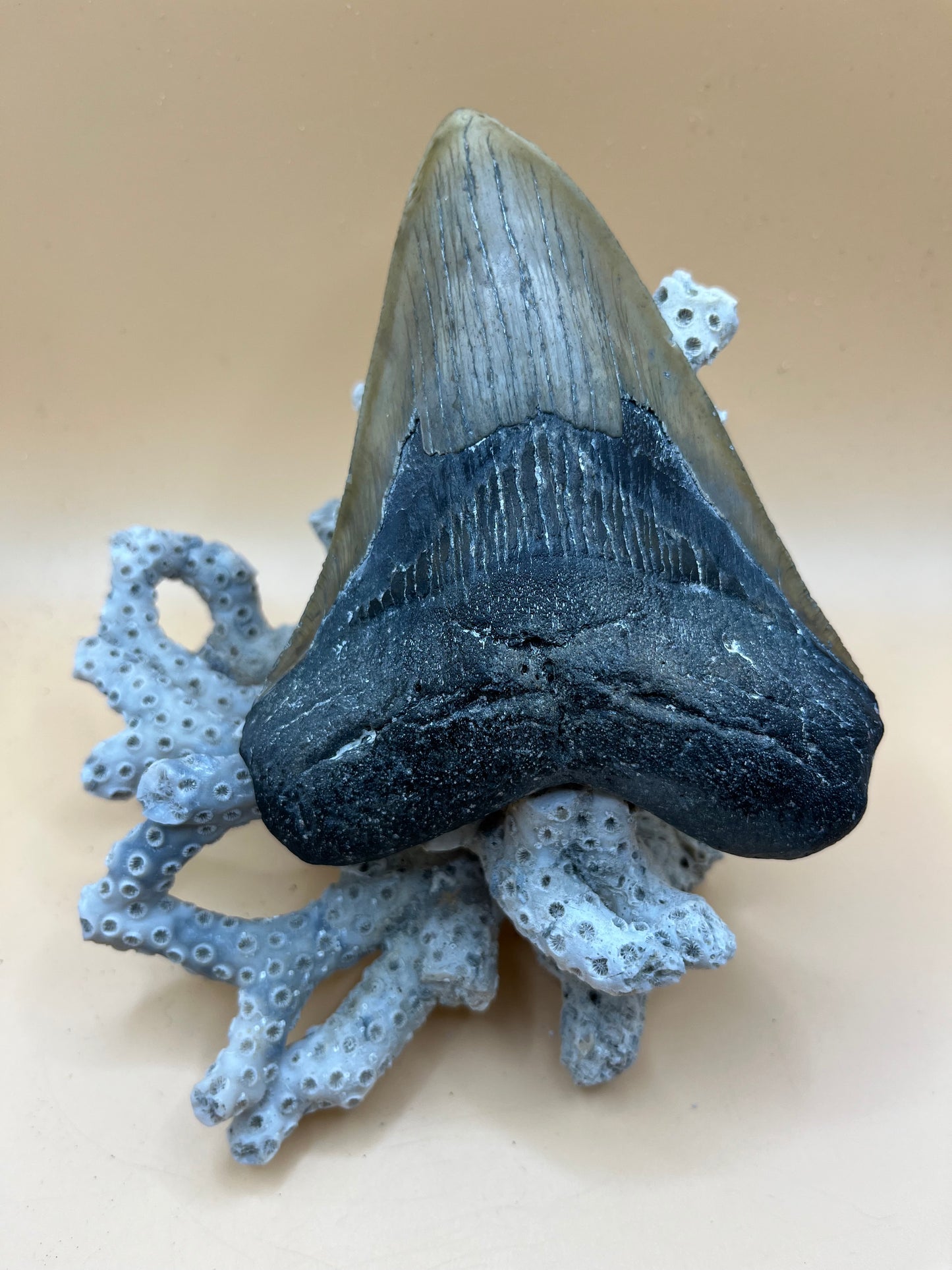Massive 5.1” megalodon tooth