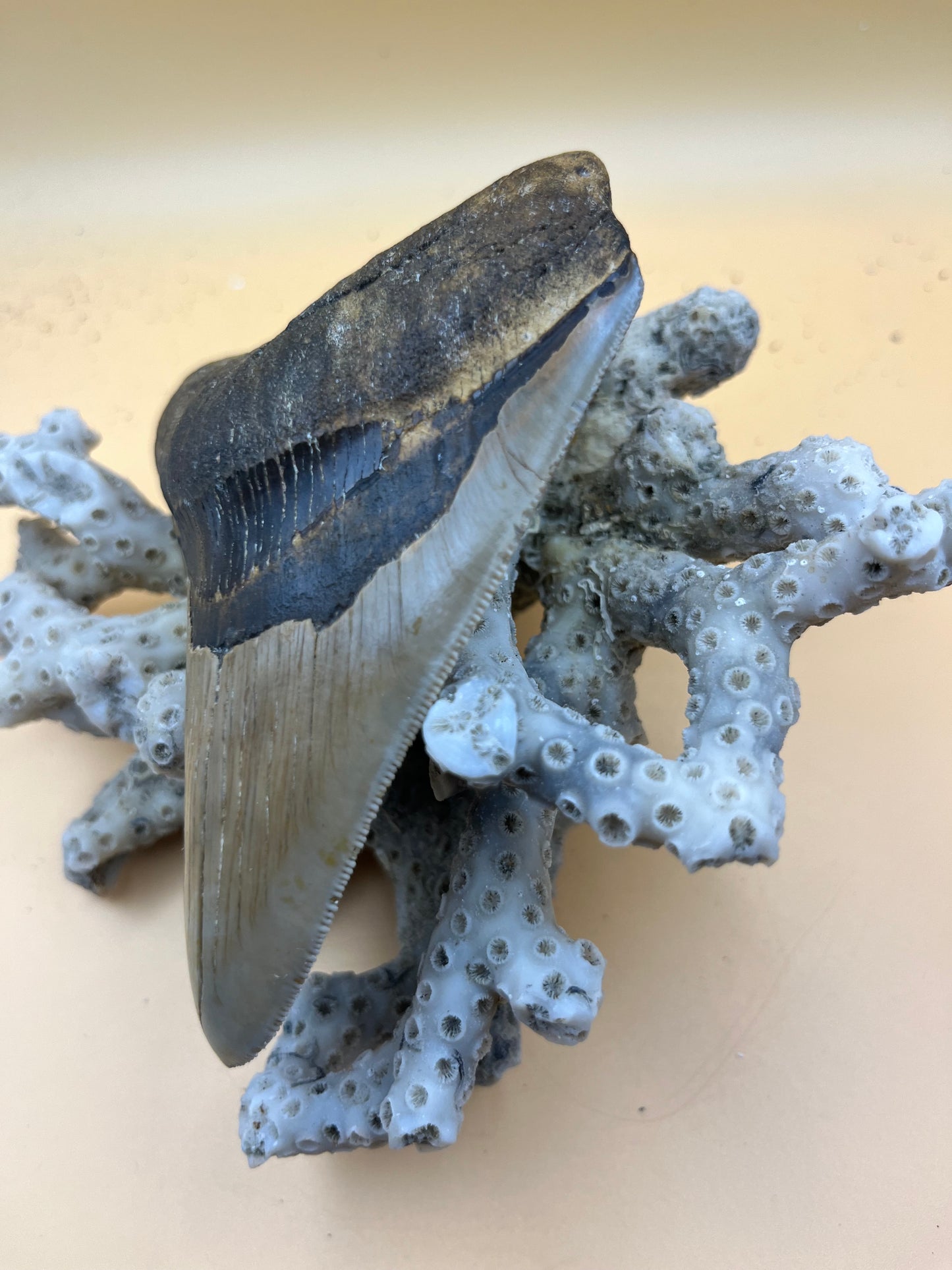 4.5” Golden megalodon tooth top quality