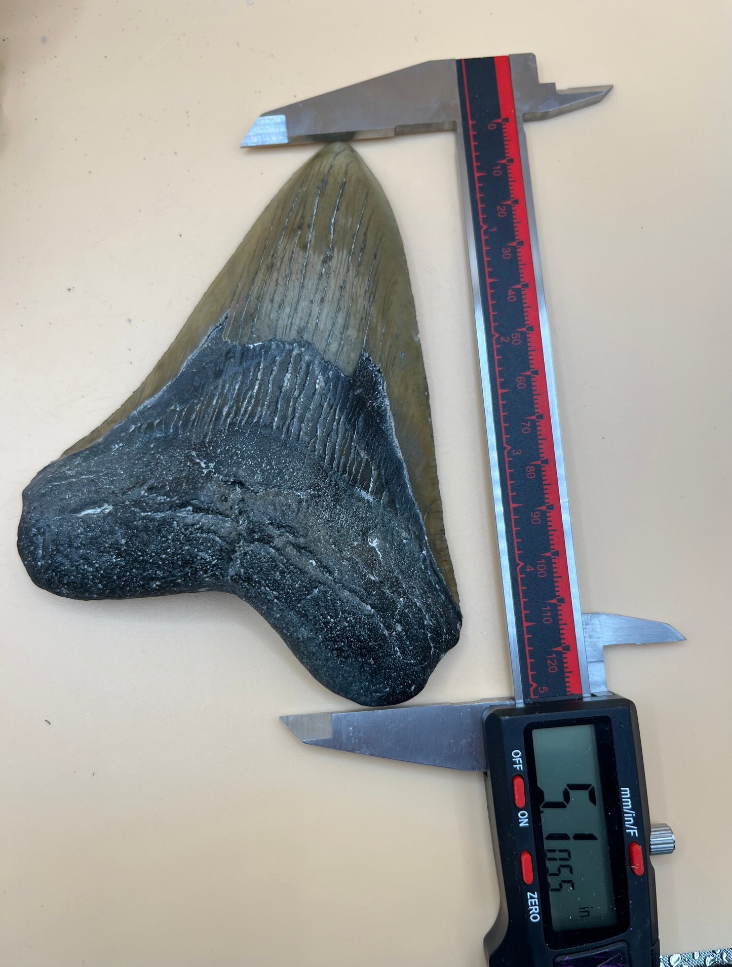 Massive 5.1” megalodon tooth