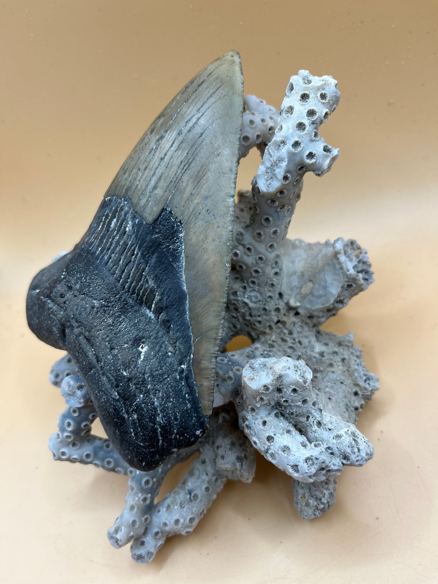 Massive 5.1” megalodon tooth