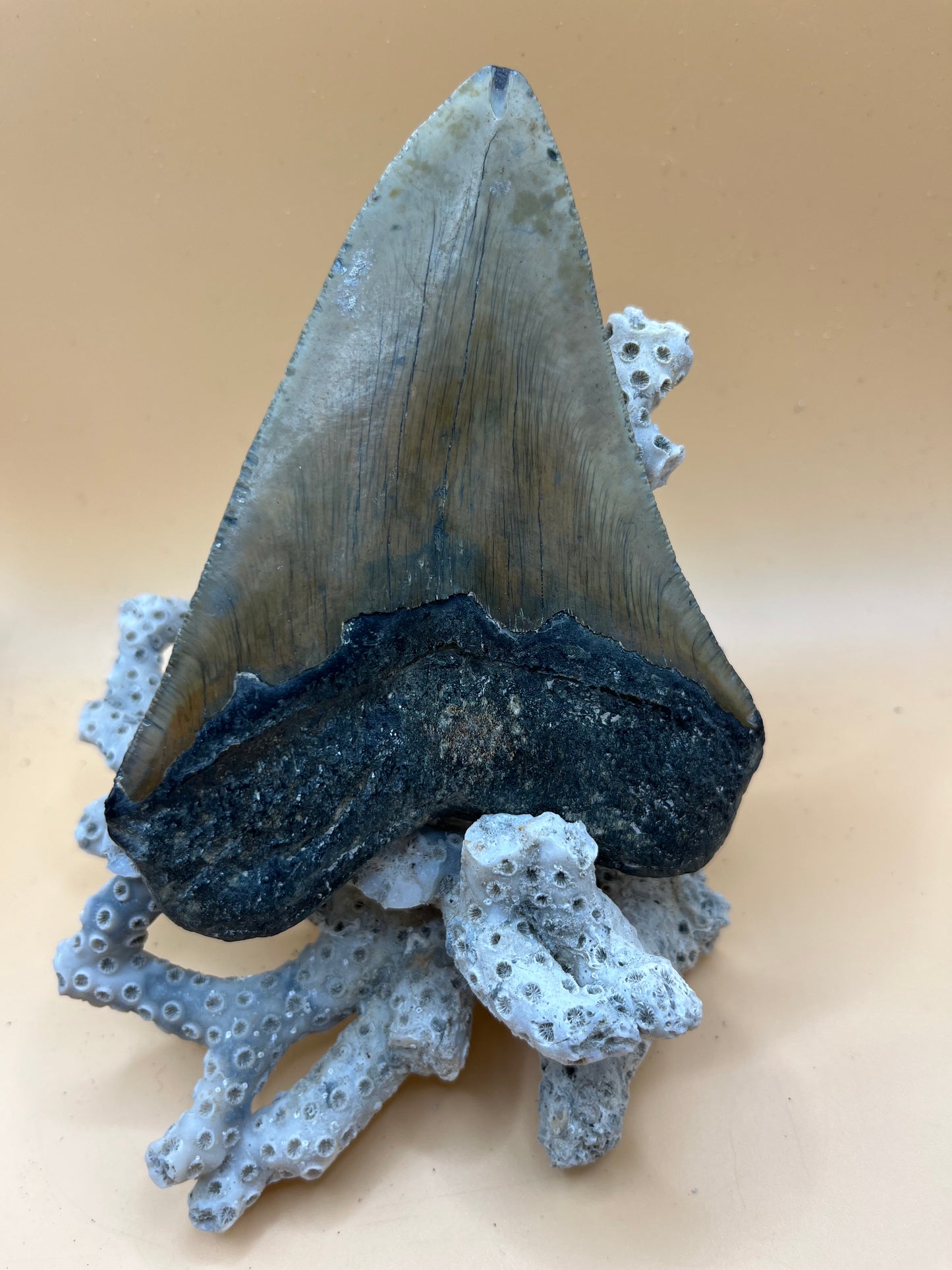 Massive 5.1” megalodon tooth