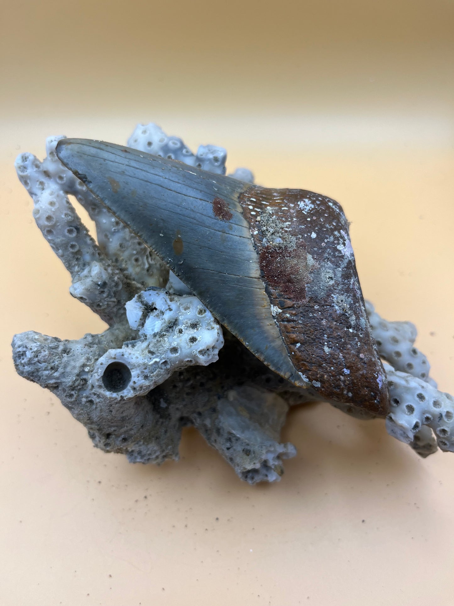 4.6” megalodon tooth