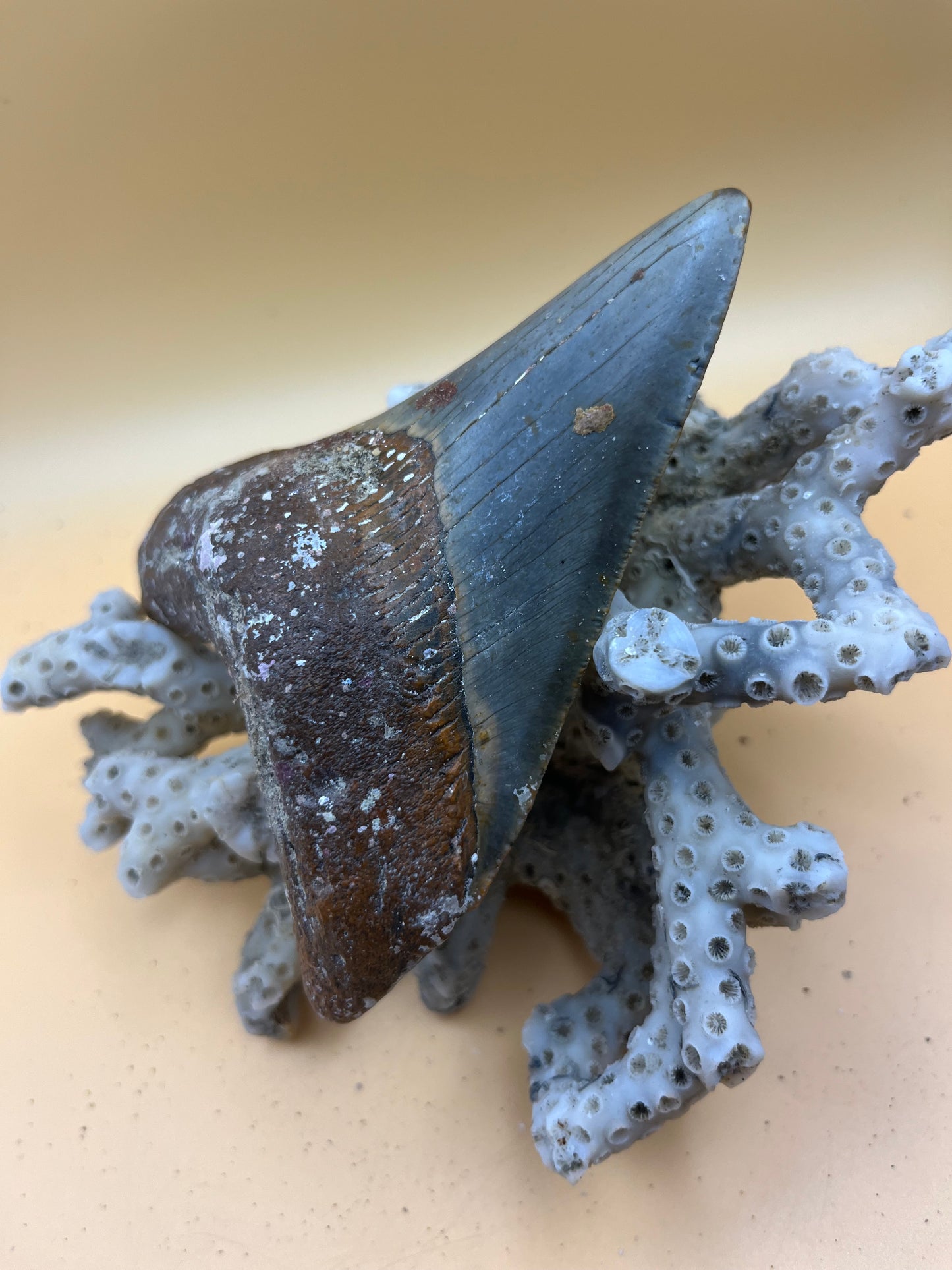 4.6” megalodon tooth