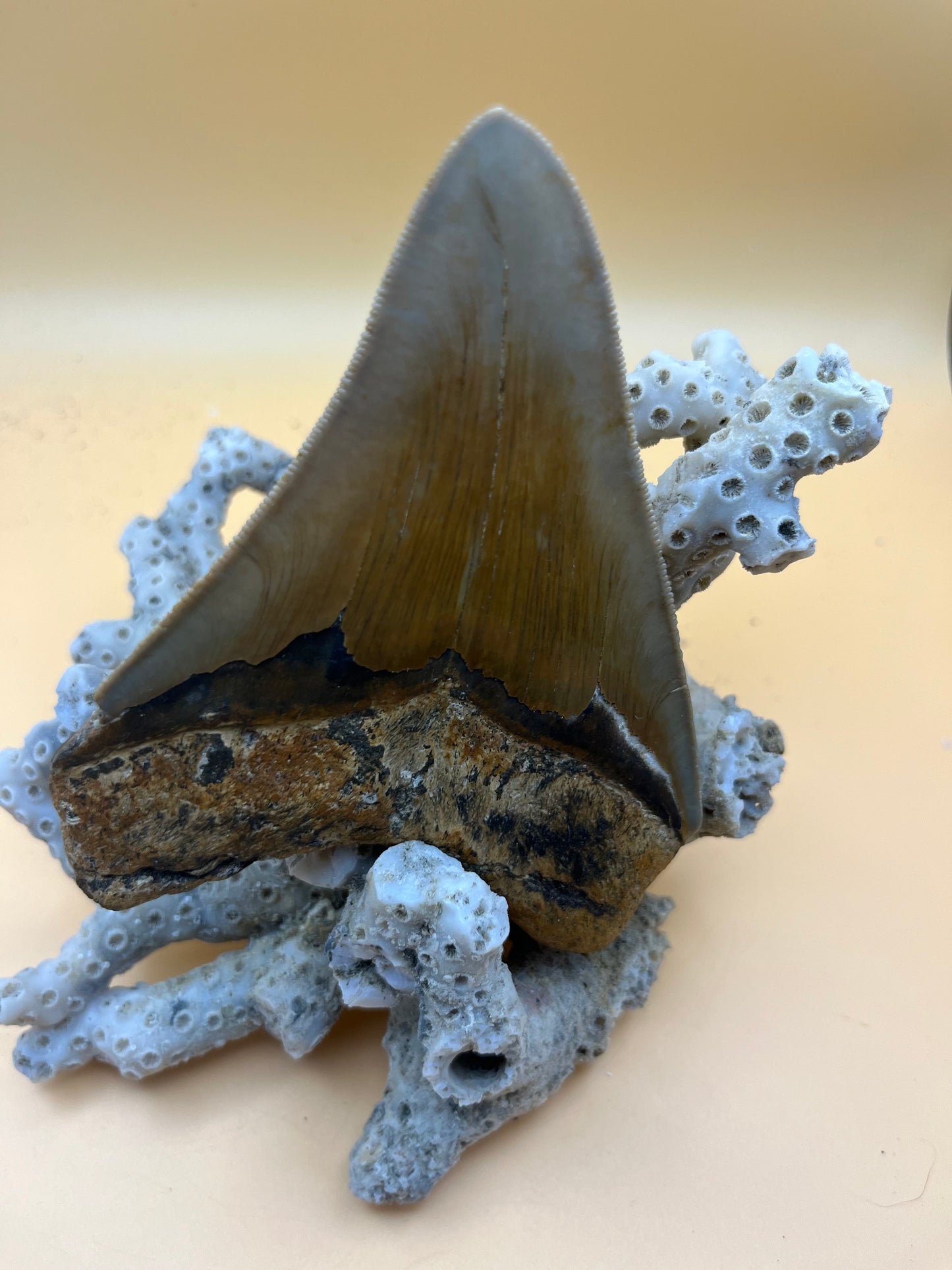 4.5” Golden megalodon tooth top quality