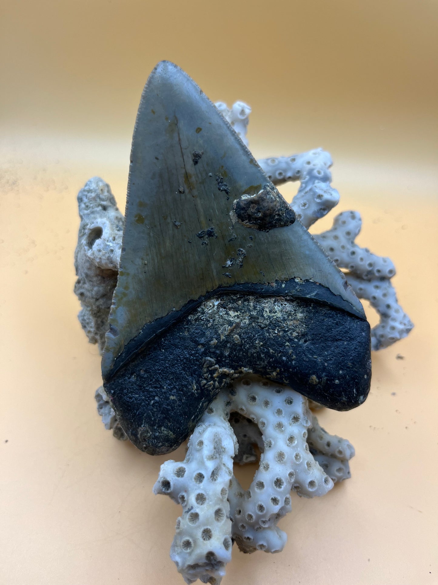 Top quality 4.2” megalodon tooth