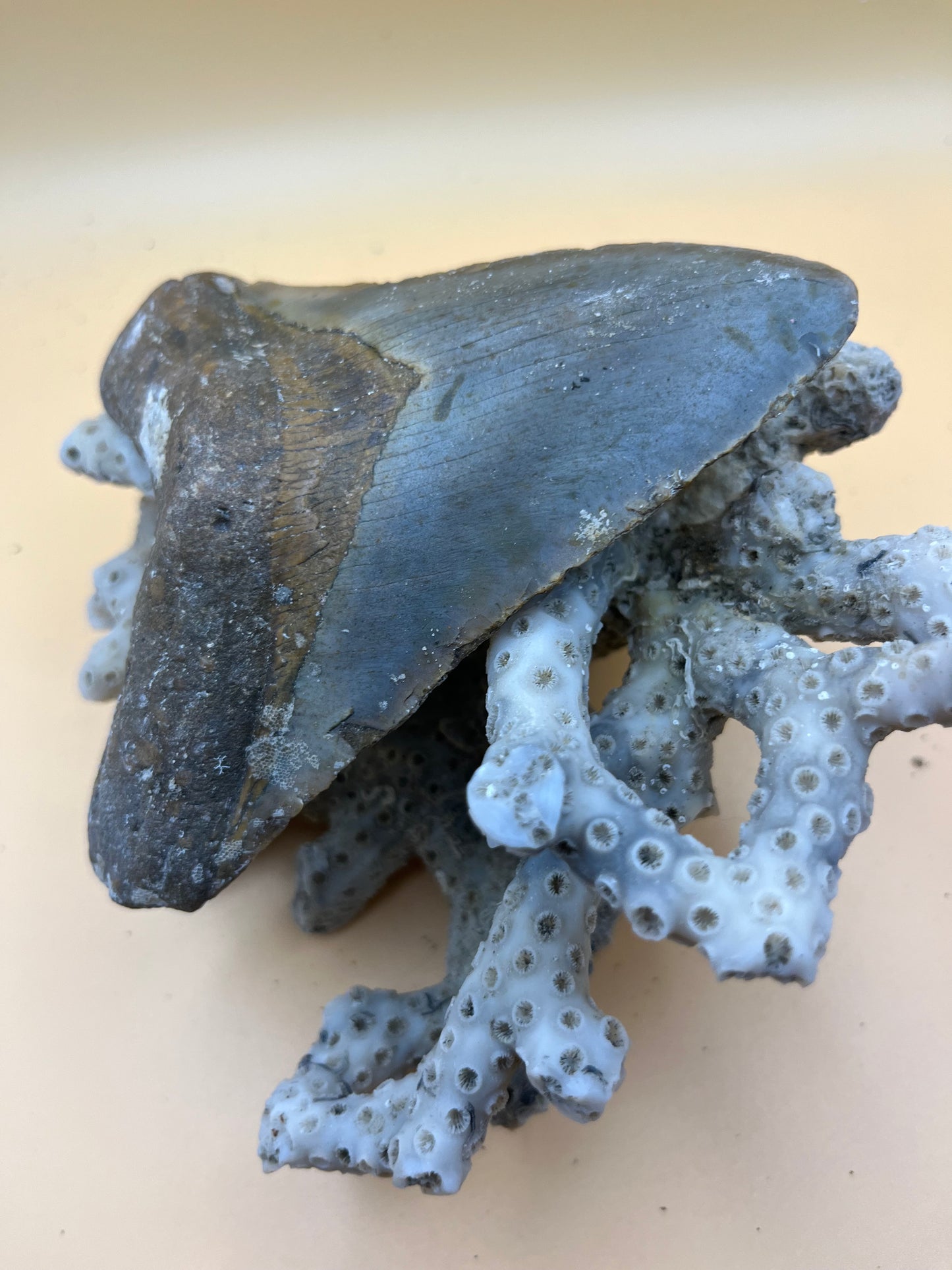 4.9” megalodon tooth