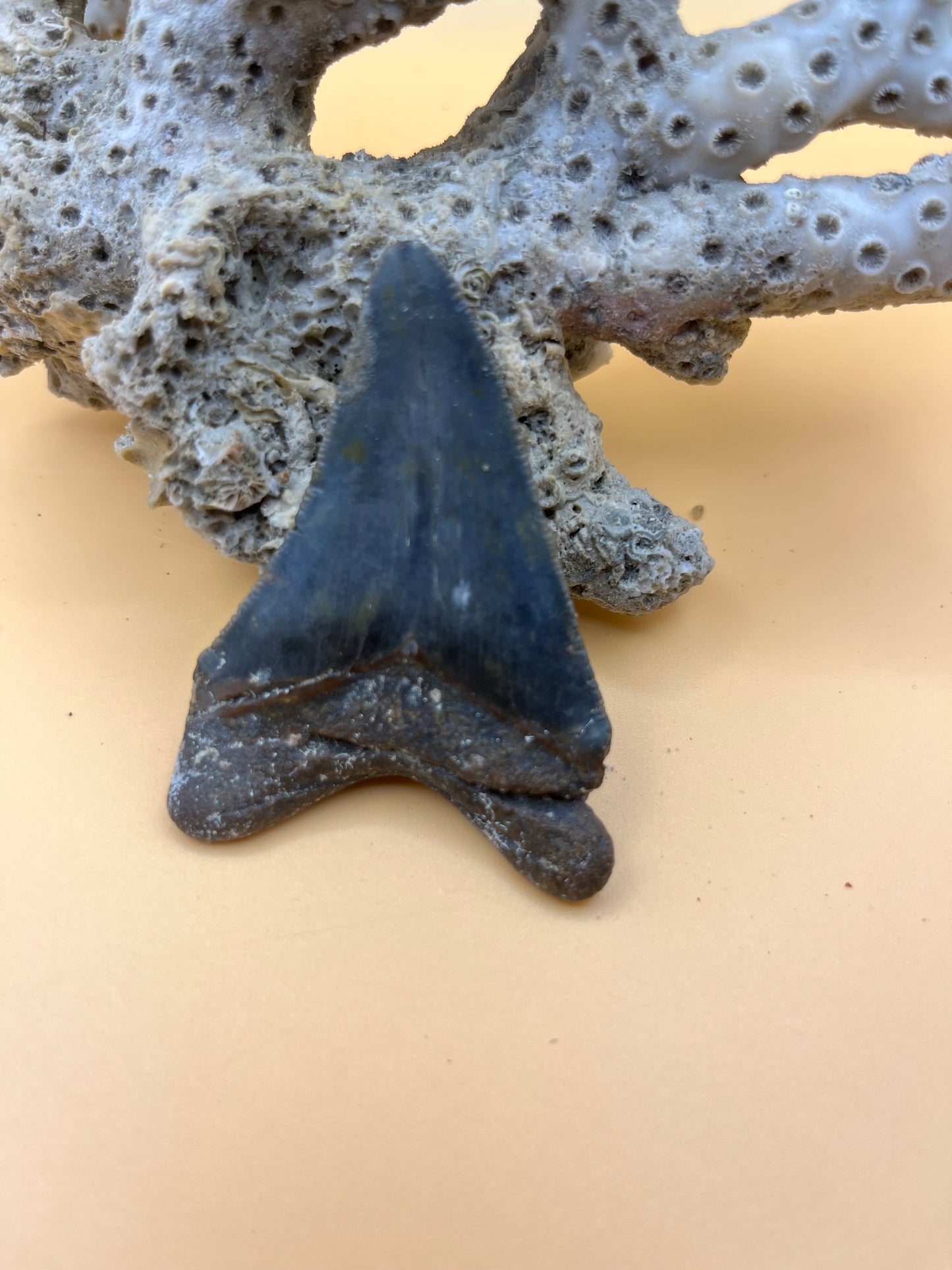 2.5” megalodon tooth from 25’ shark!
