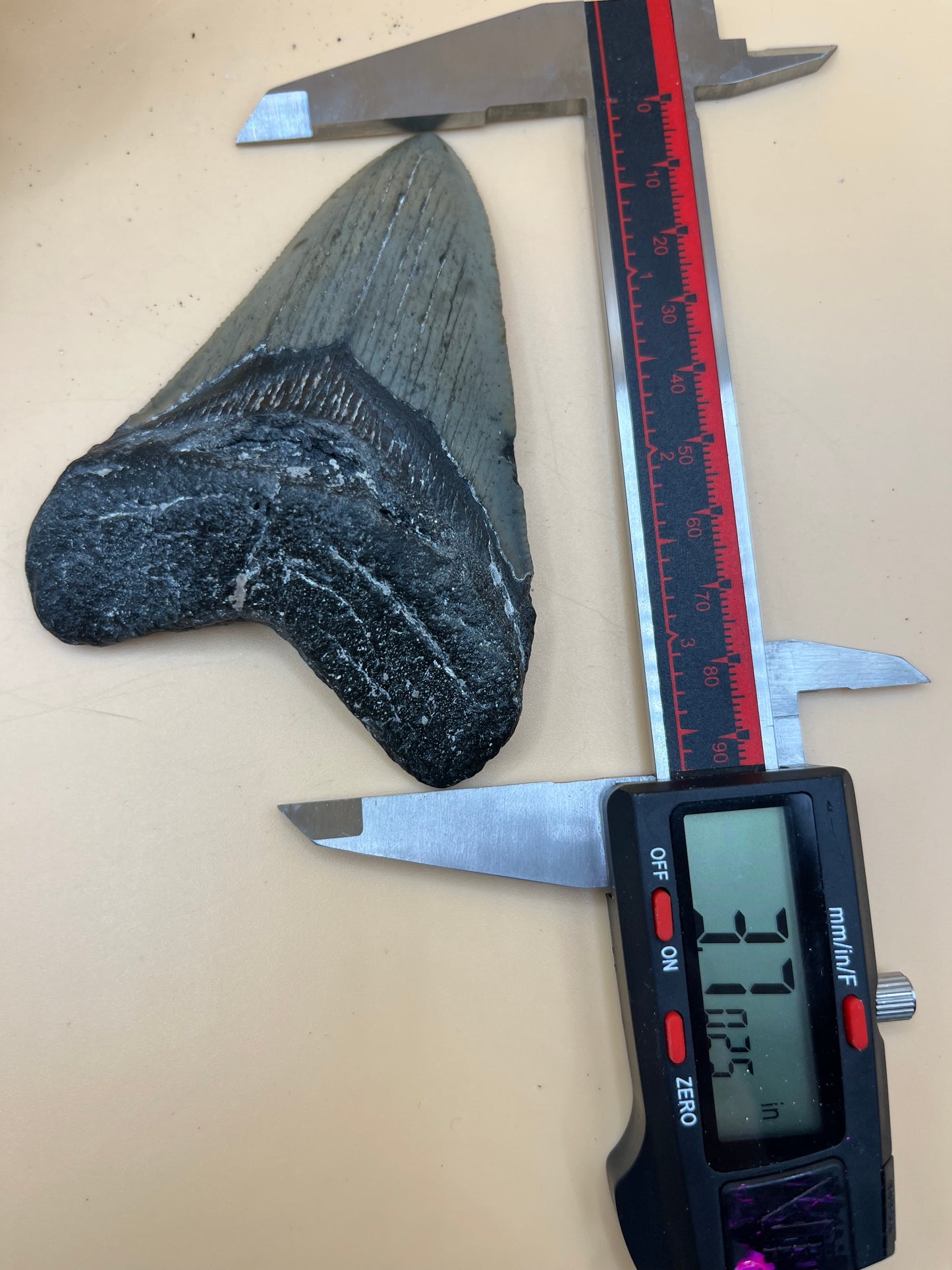 Beautiful mid sized meg