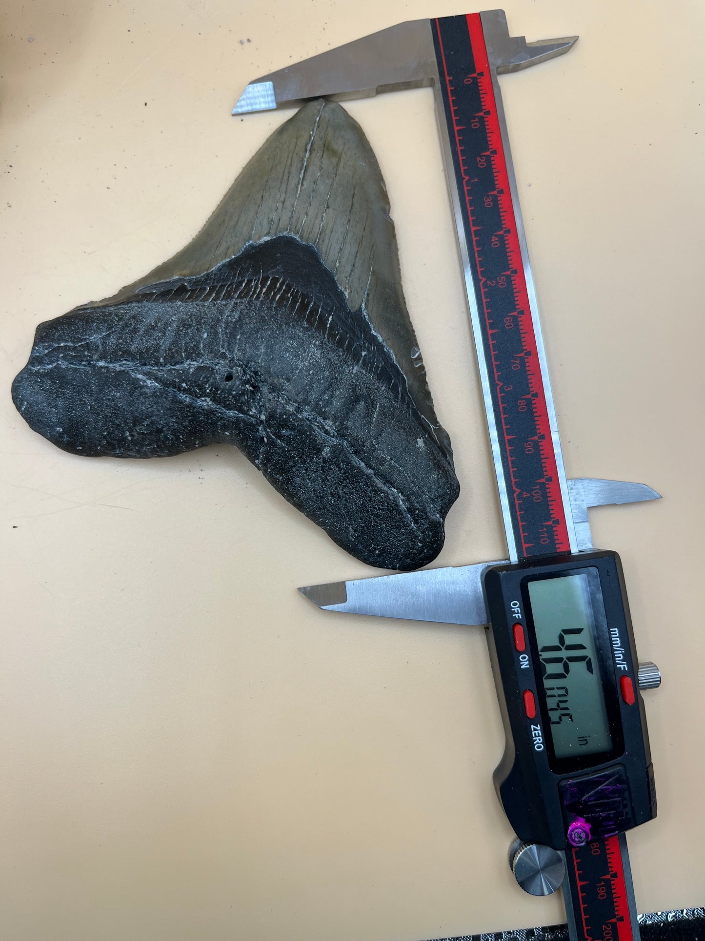 Wide 4.6” x 4.2” posterior meg tooth