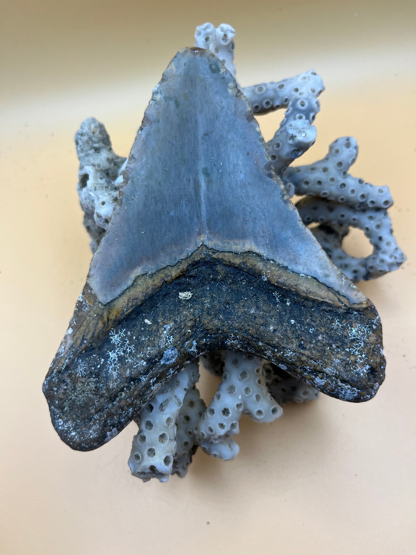 4.9” megalodon tooth