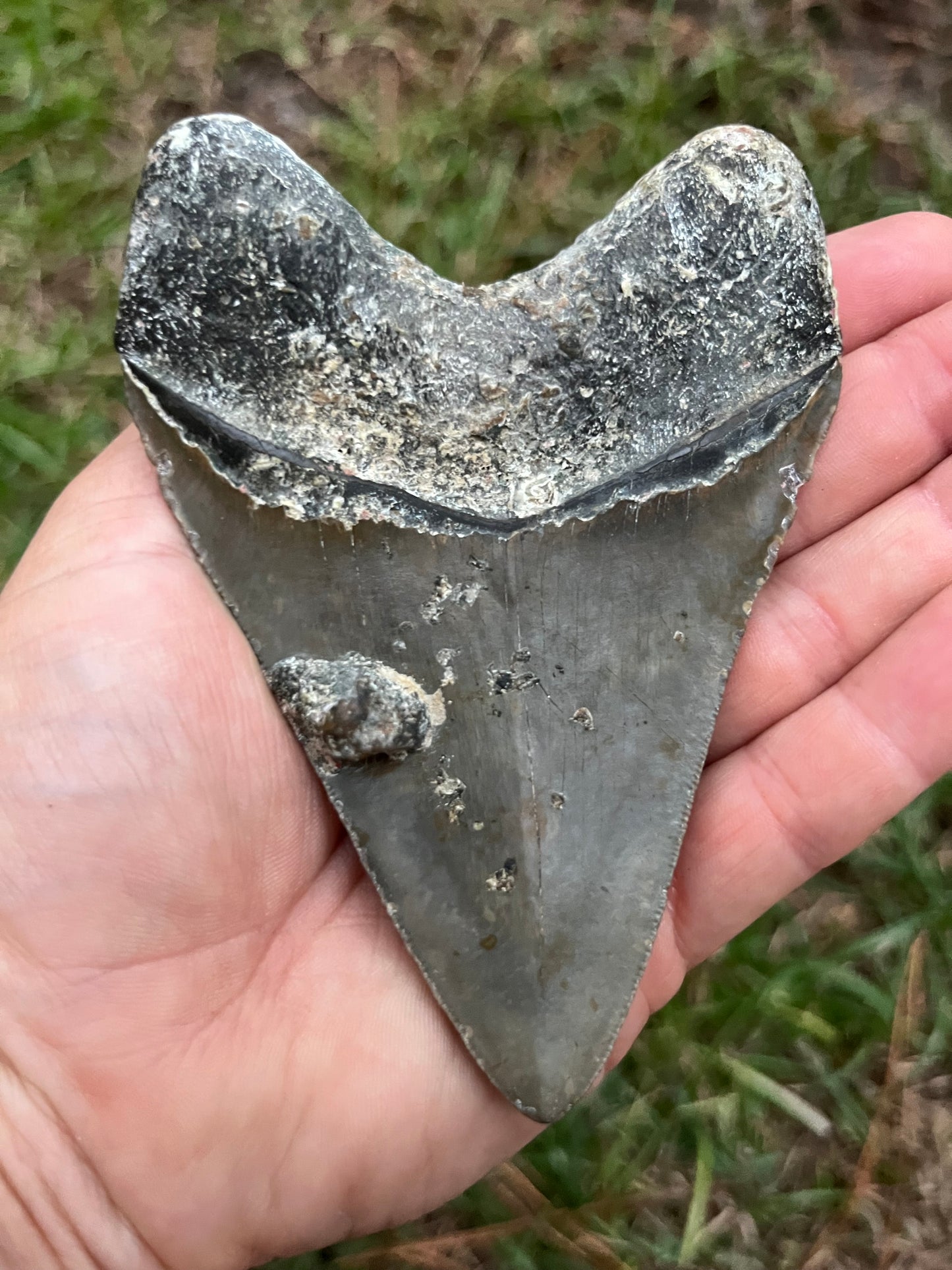 Top quality 4.2” megalodon tooth