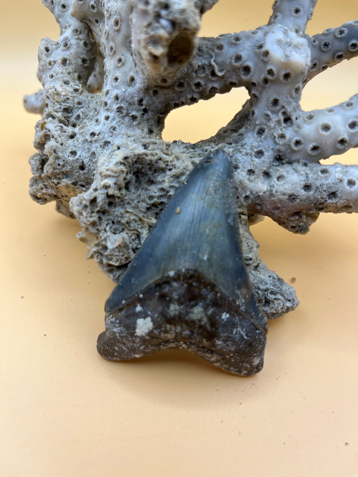 2.5” megalodon tooth from 25’ shark!