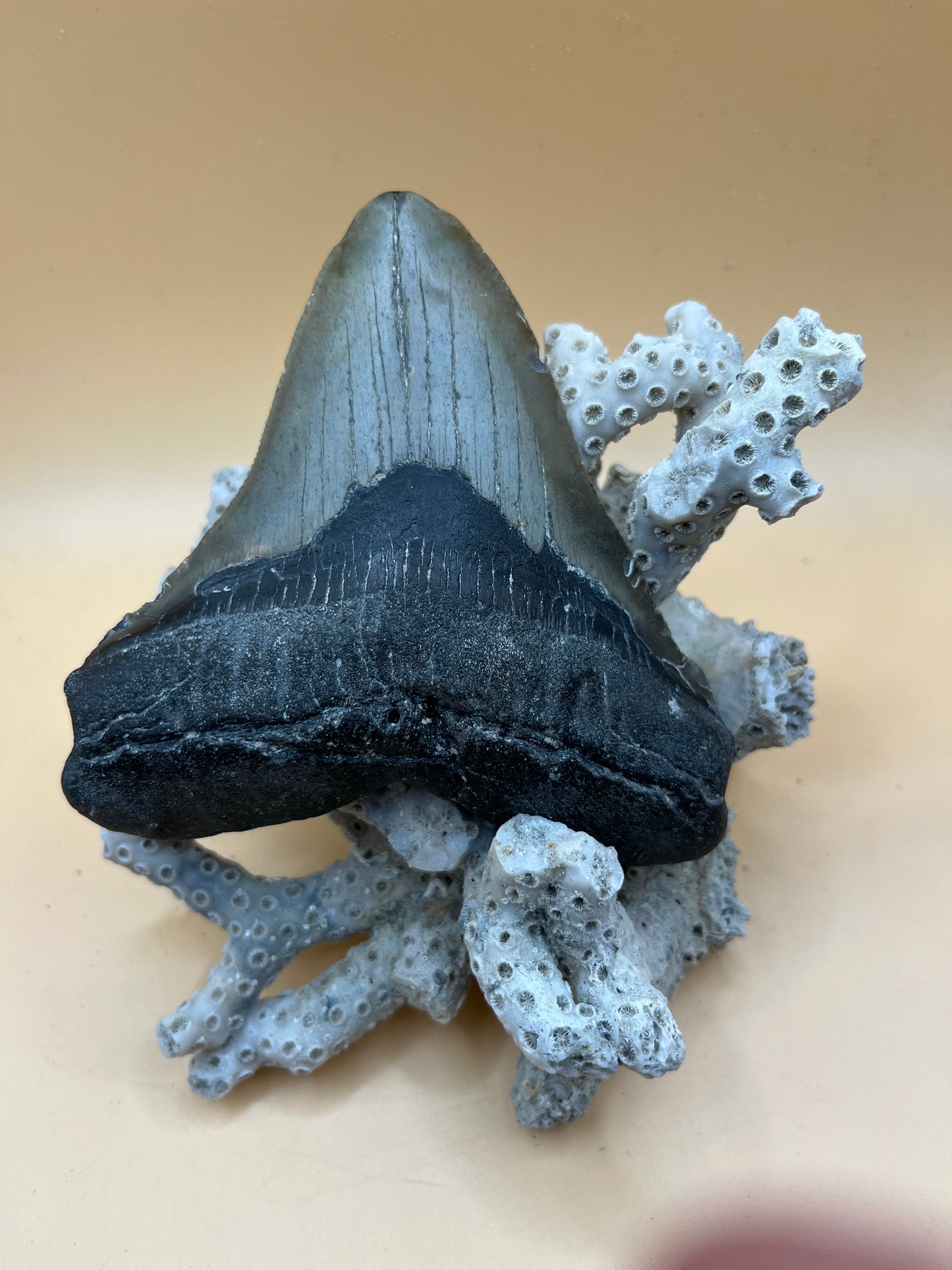 Wide 4.6” x 4.2” posterior meg tooth