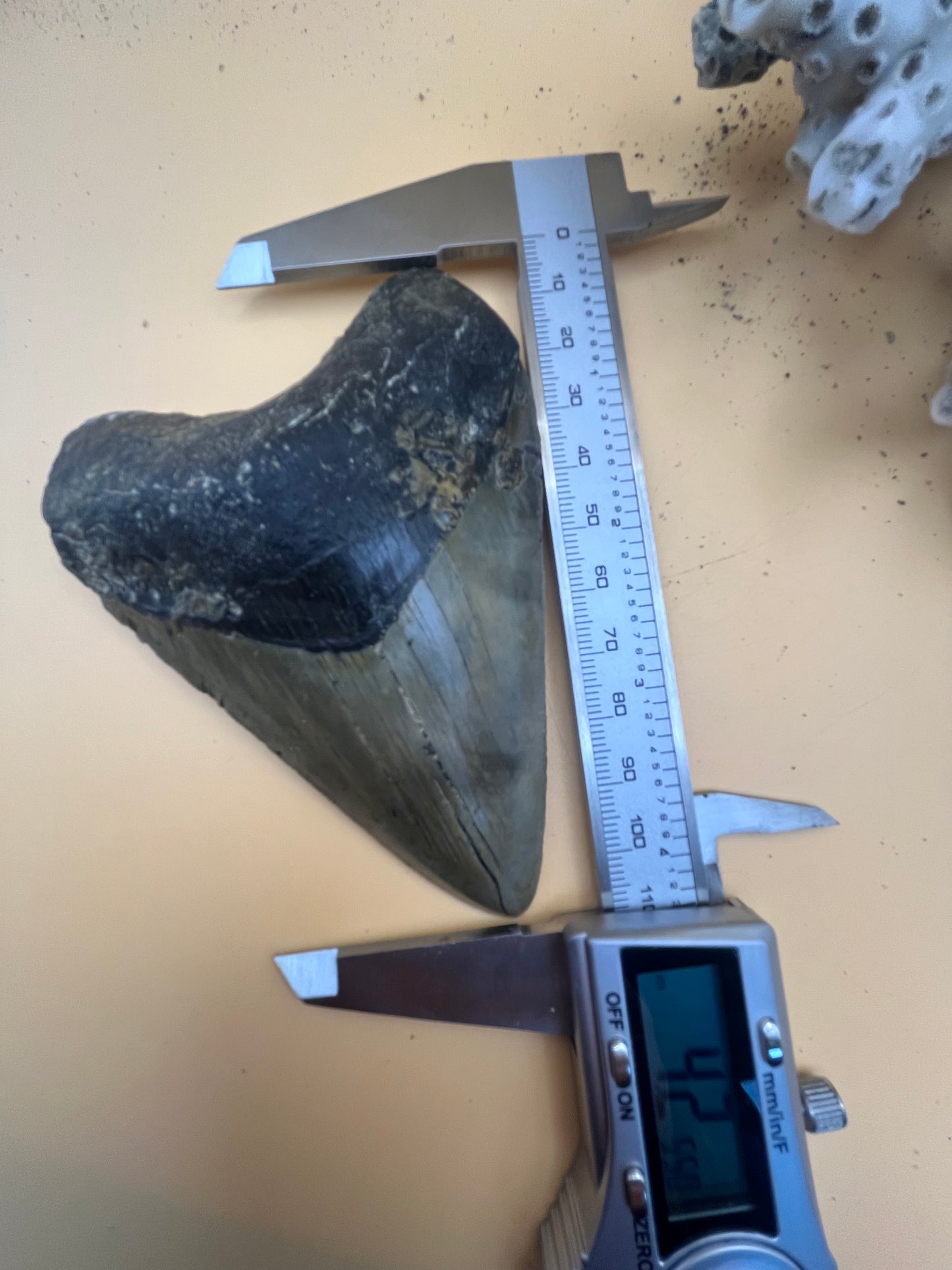 Top quality 4.2” megalodon tooth