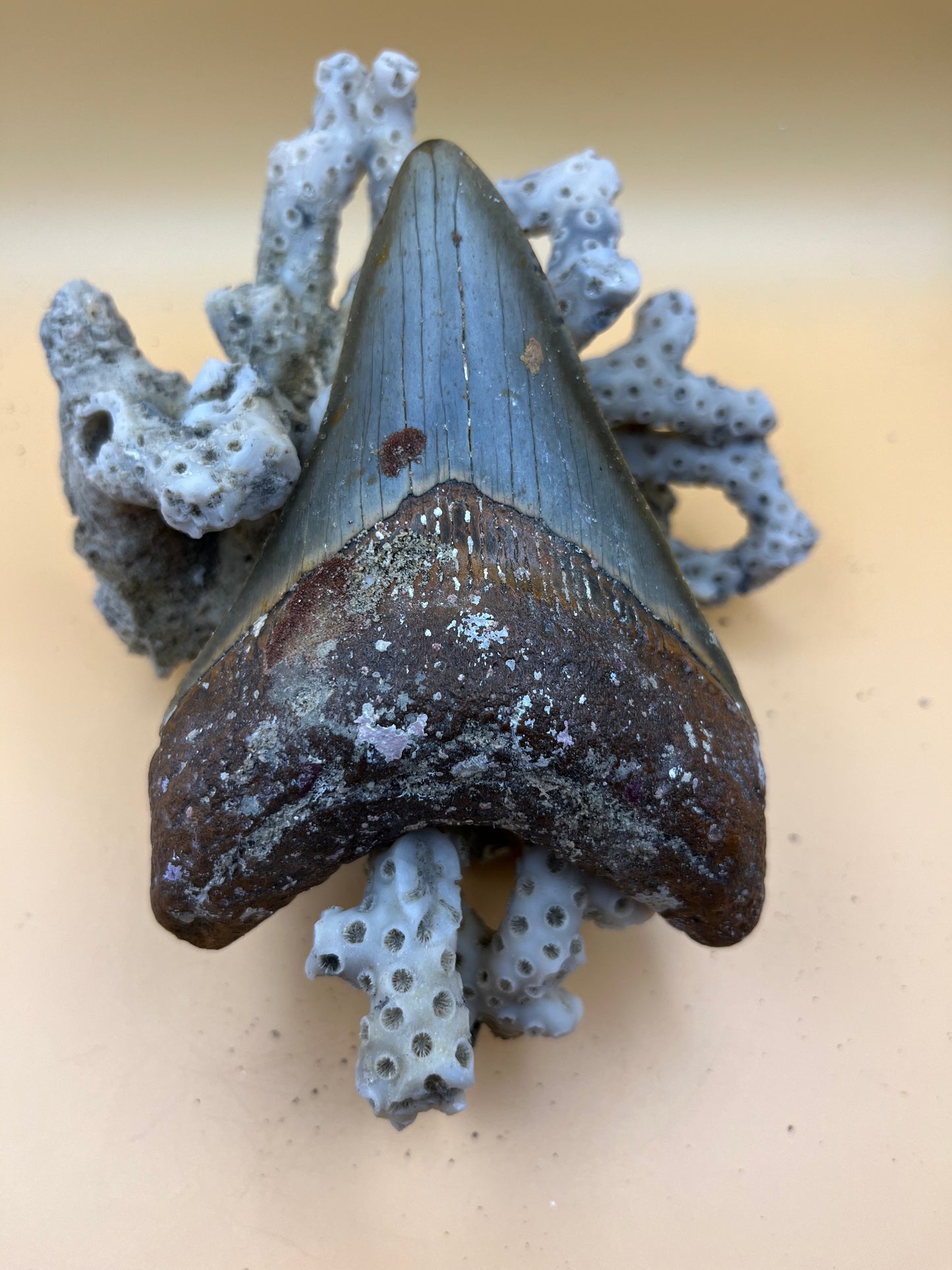 4.6” megalodon tooth