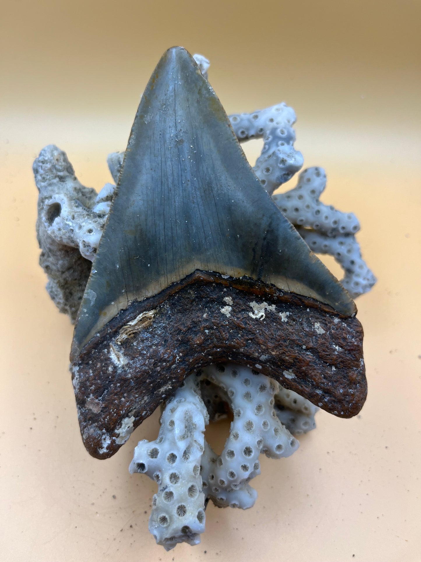4.6” megalodon tooth