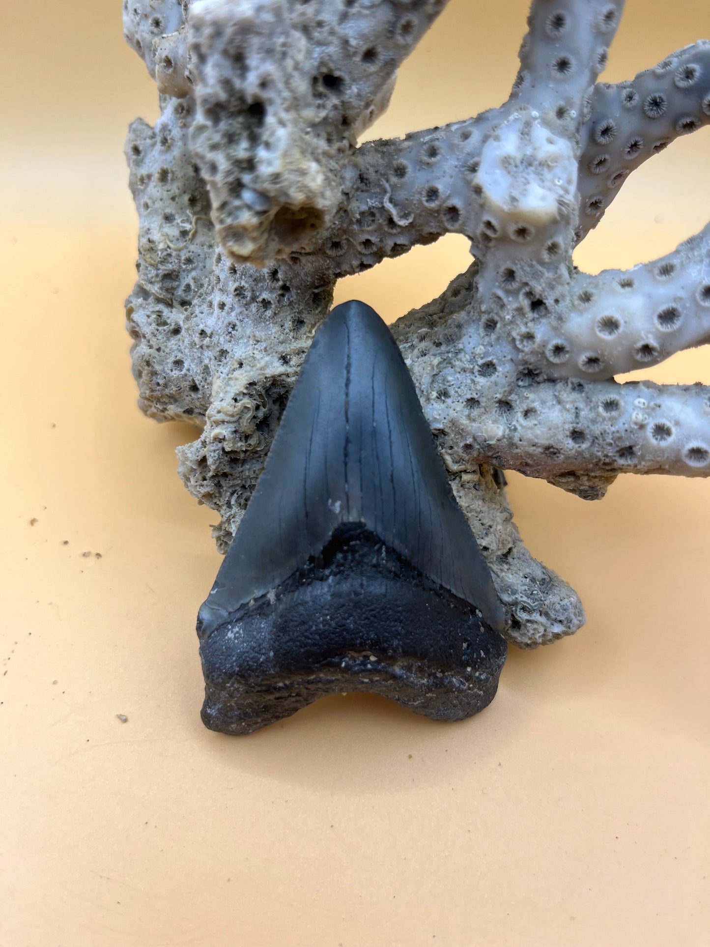 2.6” megalodon tooth