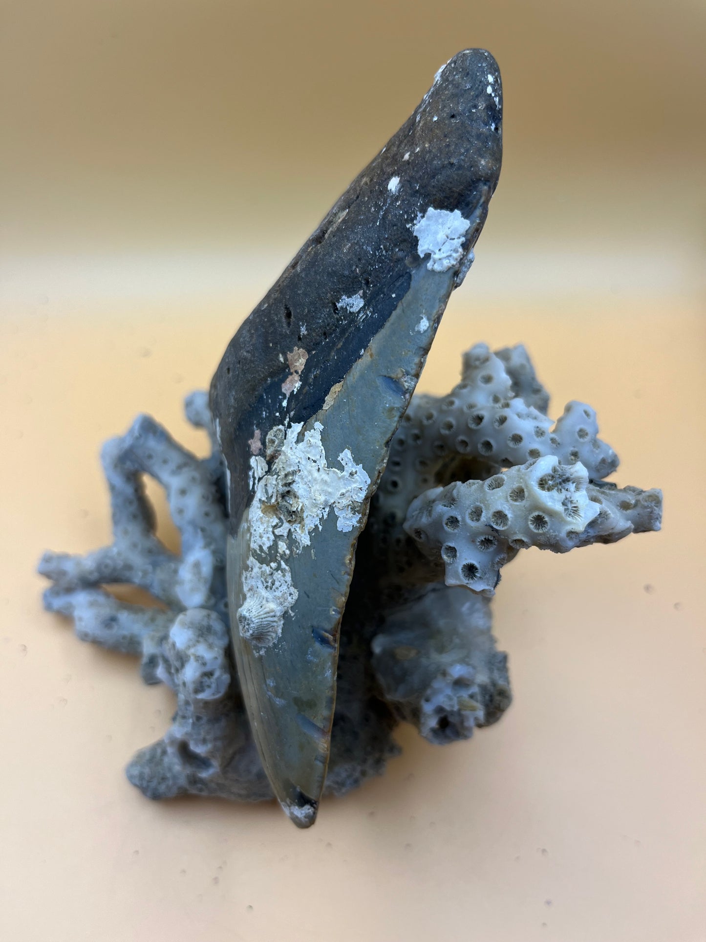 5.5” megalodon tooth