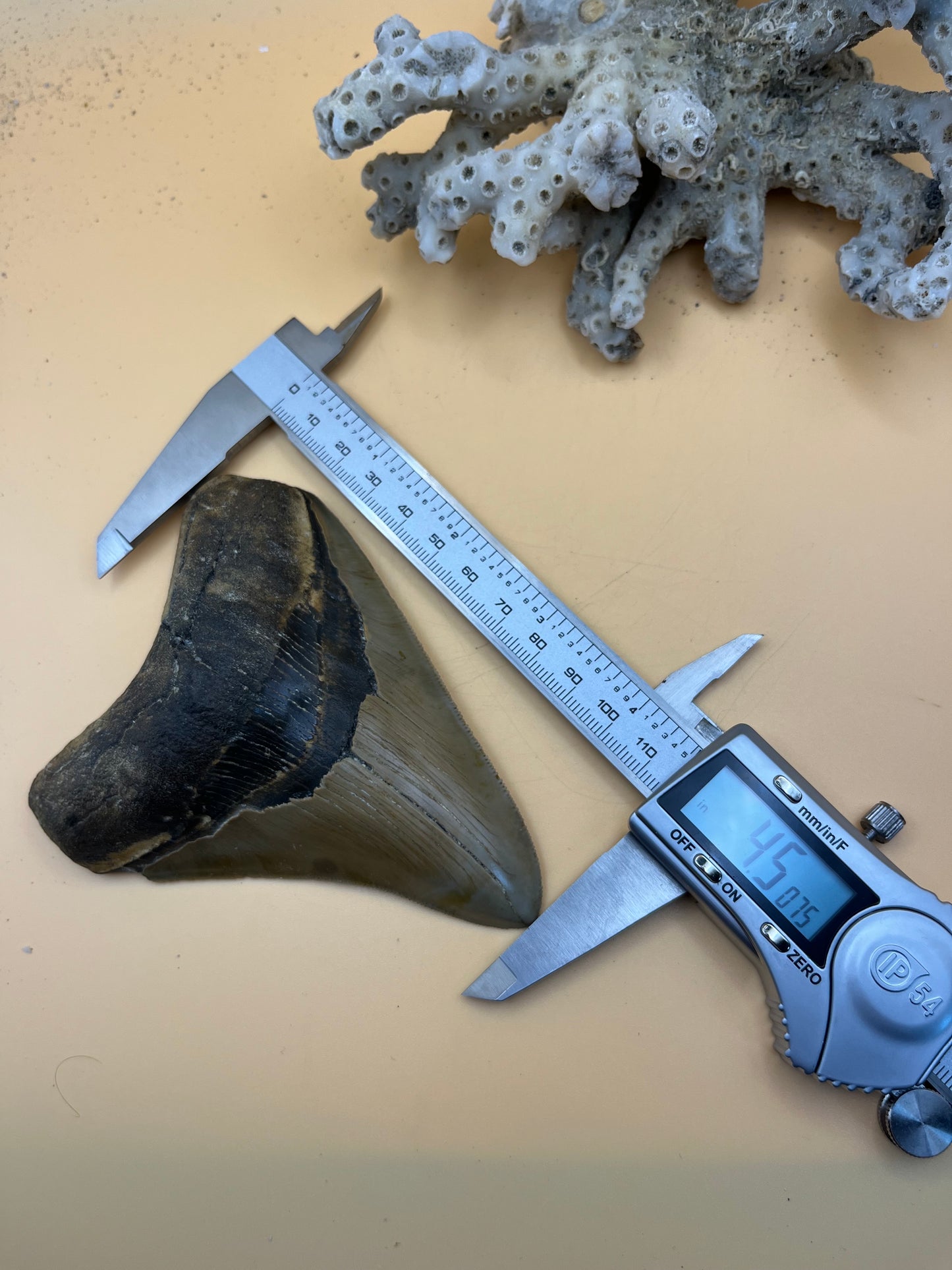 4.5” Golden megalodon tooth top quality