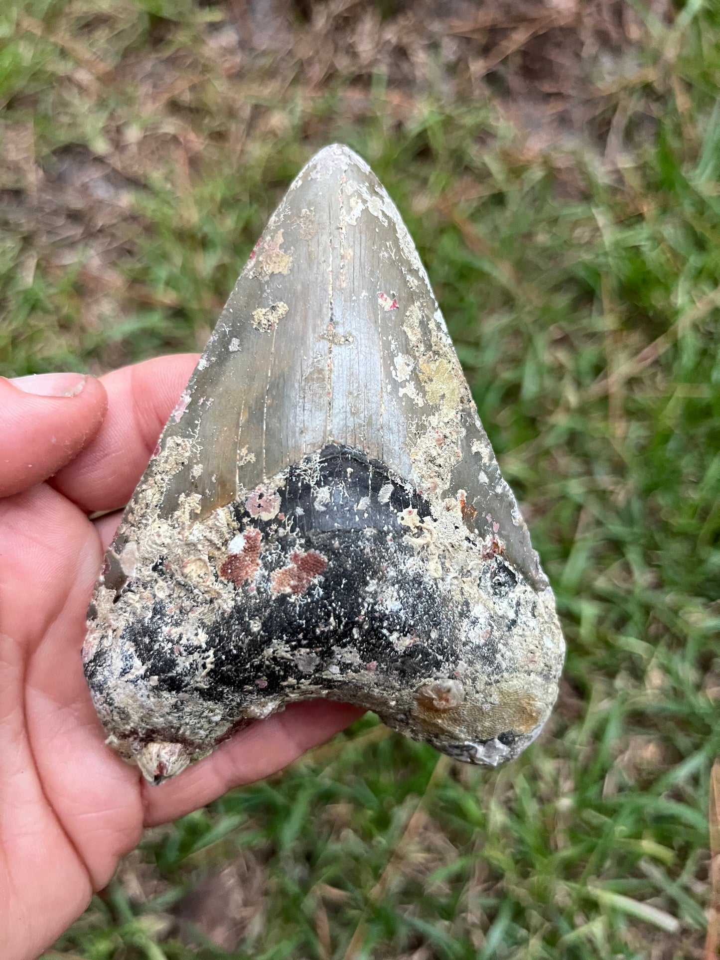 Top quality 4.2” megalodon tooth
