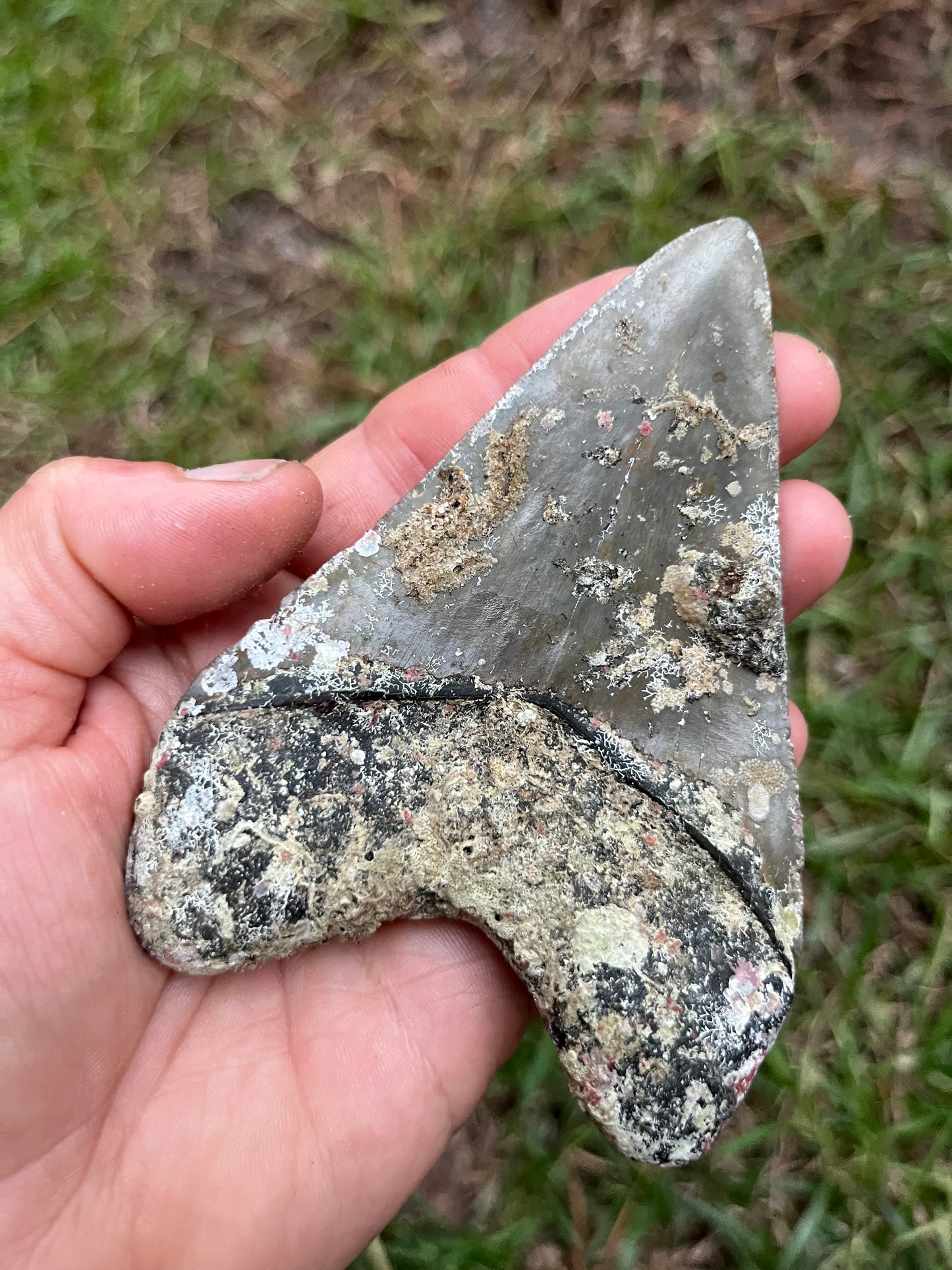 Top quality 4.2” megalodon tooth