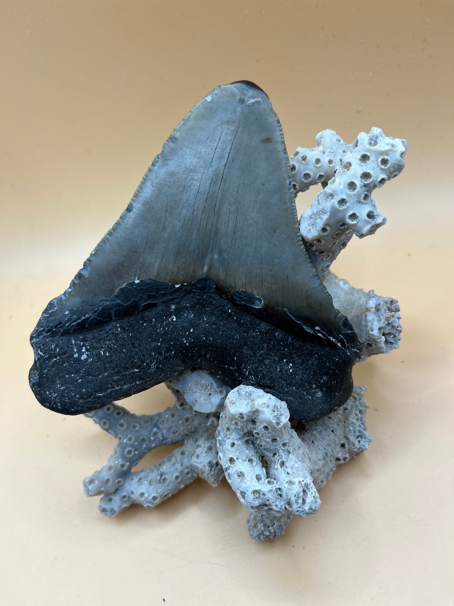 Wide 4.6” x 4.2” posterior meg tooth