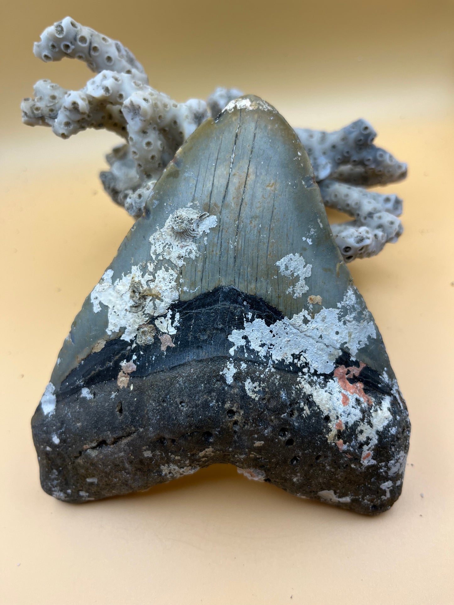 5.5” megalodon tooth