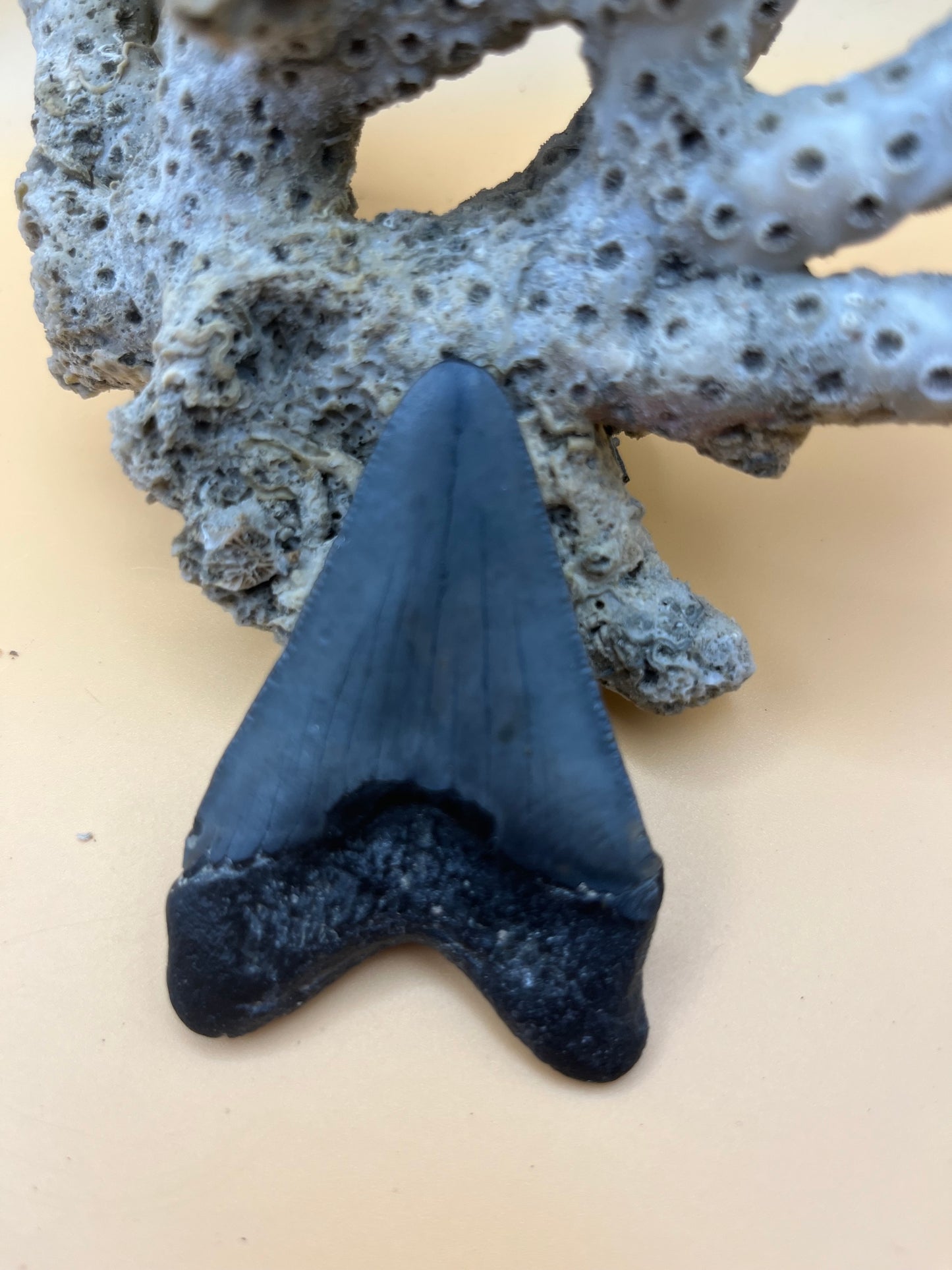 2.6” megalodon tooth