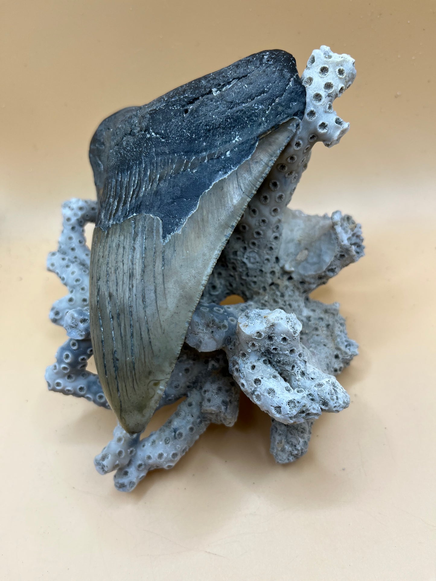 Massive 5.1” megalodon tooth