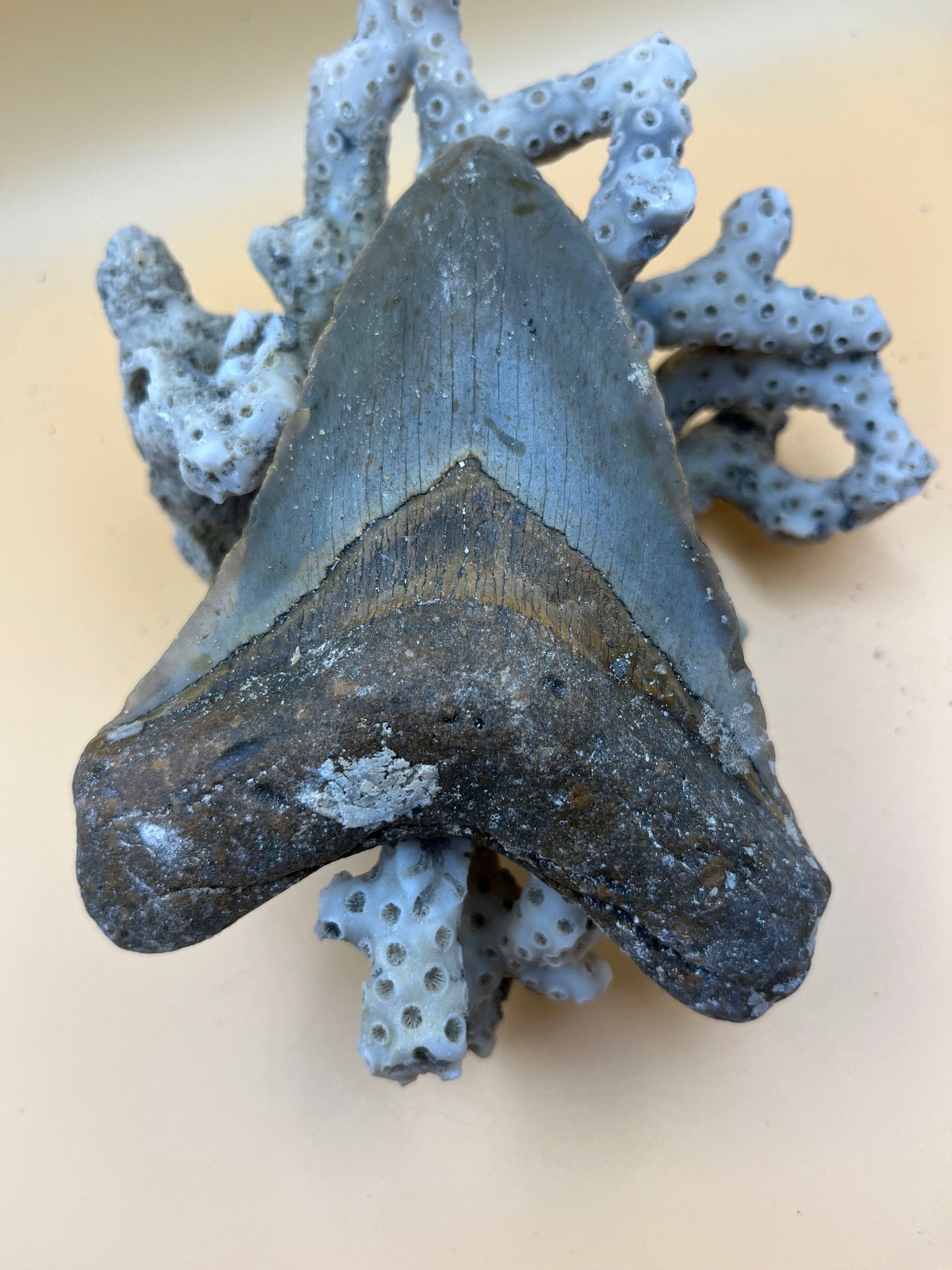 4.9” megalodon tooth