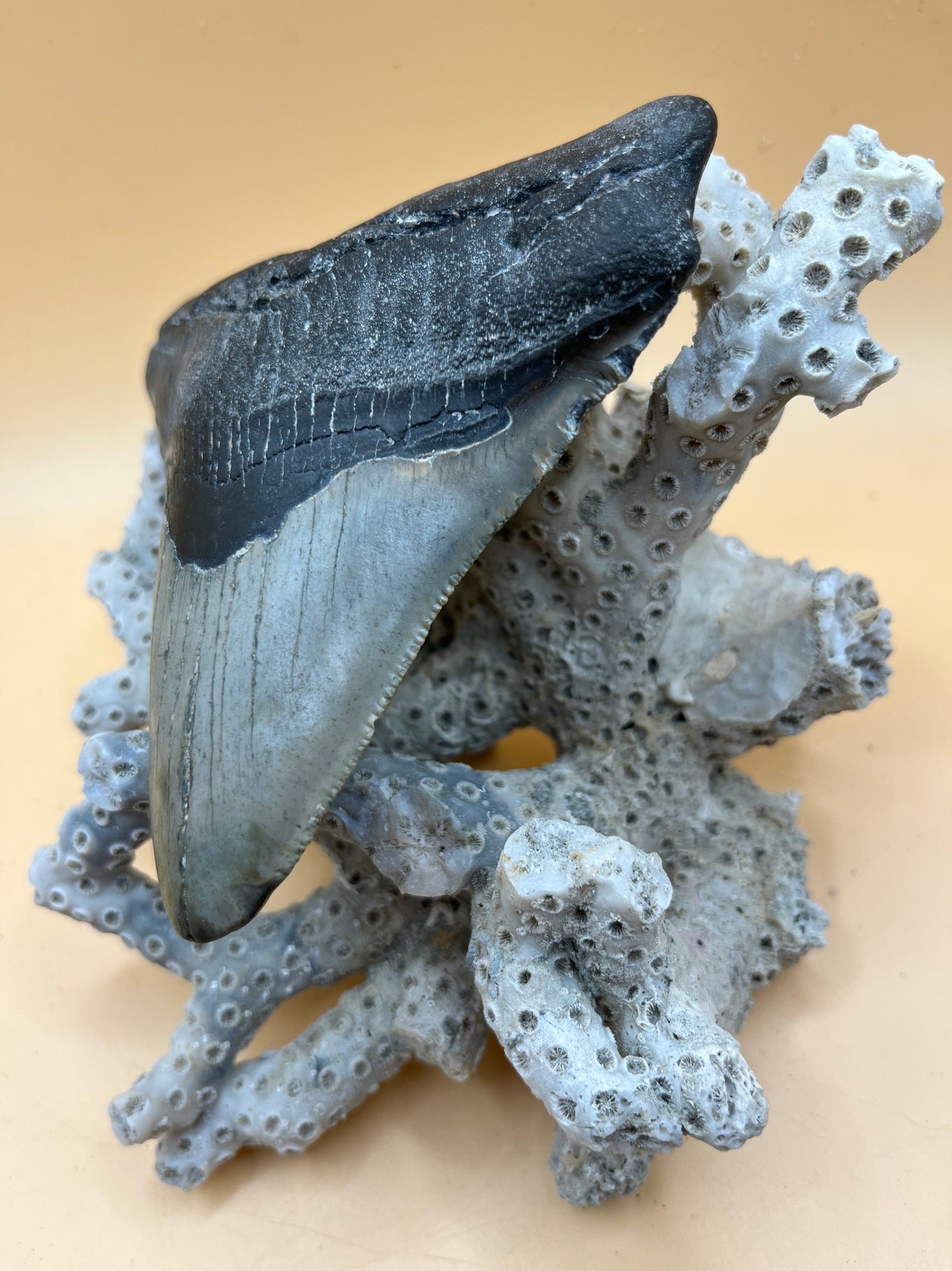 Wide 4.6” x 4.2” posterior meg tooth