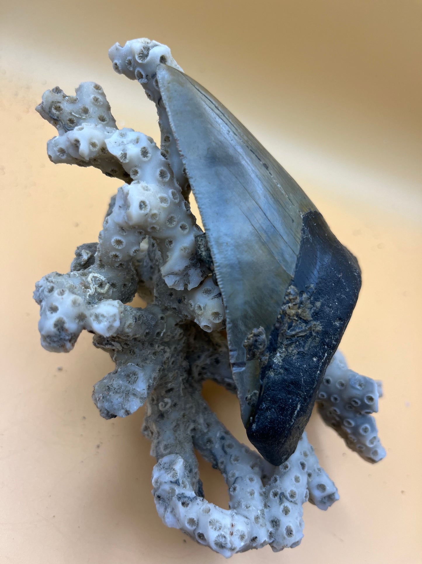 Top quality 4.2” megalodon tooth