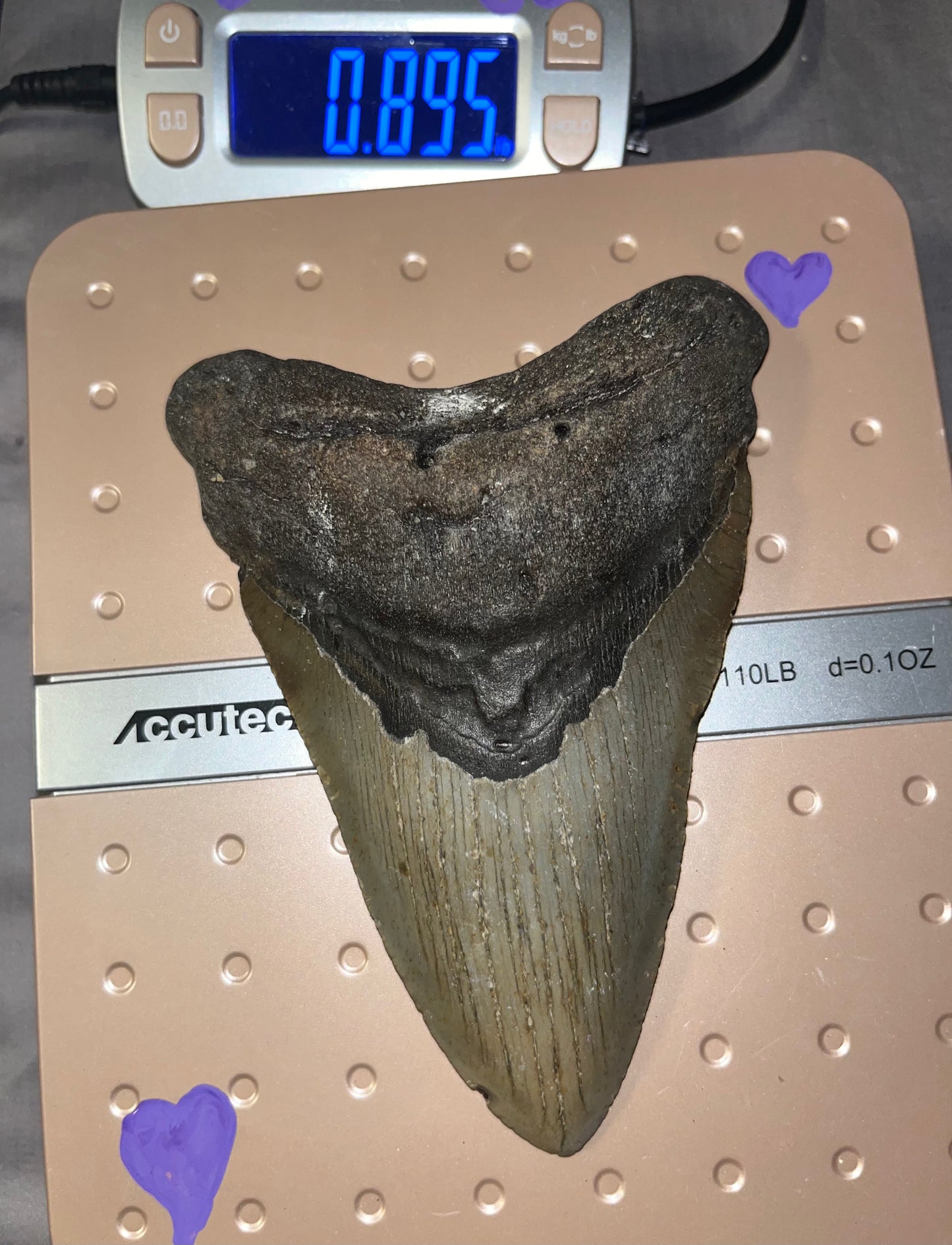 6.04” “dagger” Megalodon Tooth, Hand Recovered Prehistoric Shark Fossil