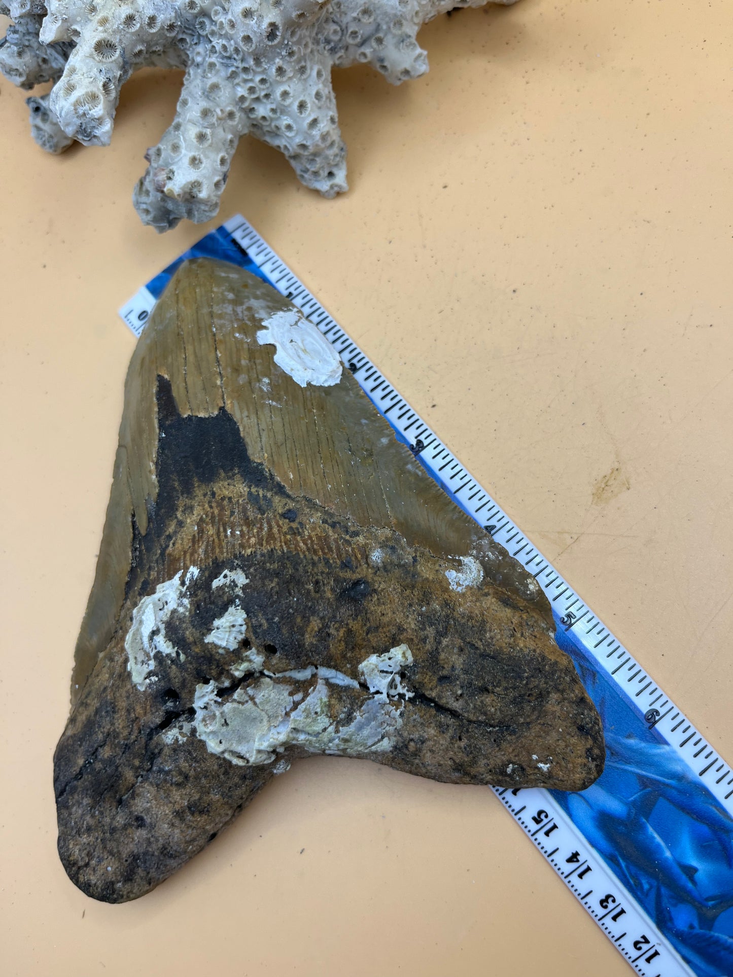 5.91” x 4.6” monster megalodon shark tooth, diver found