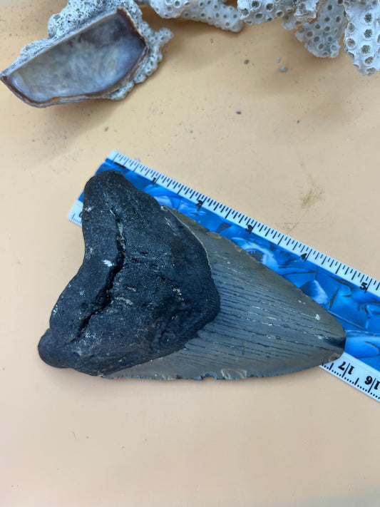 4.97” Megalodon Tooth: Prehistoric Shark Fossil, Hand Recovered