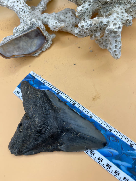 5.12” Megalodon Tooth from a 51’ prehistoric shark!