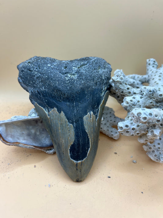 4.9” Megalodon Tooth from a 49’ prehistoric shark!
