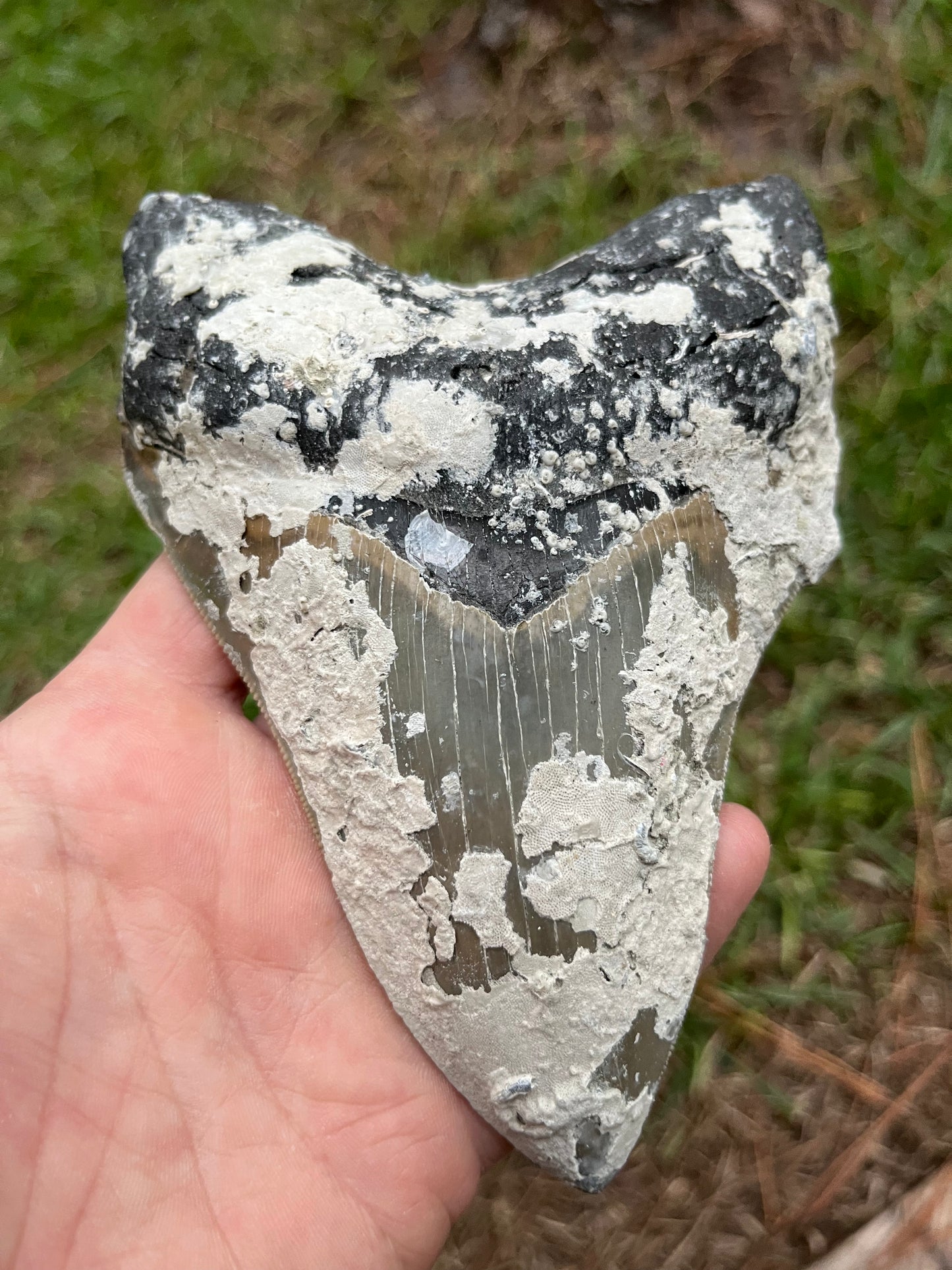 Top quality 5.7” megalodon tooth