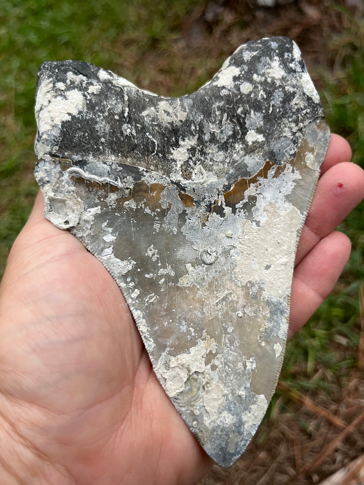 Top quality 5.7” megalodon tooth
