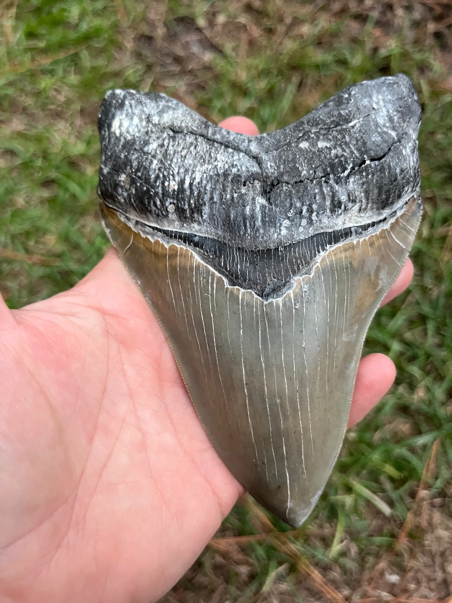 Top quality 5.7” megalodon tooth
