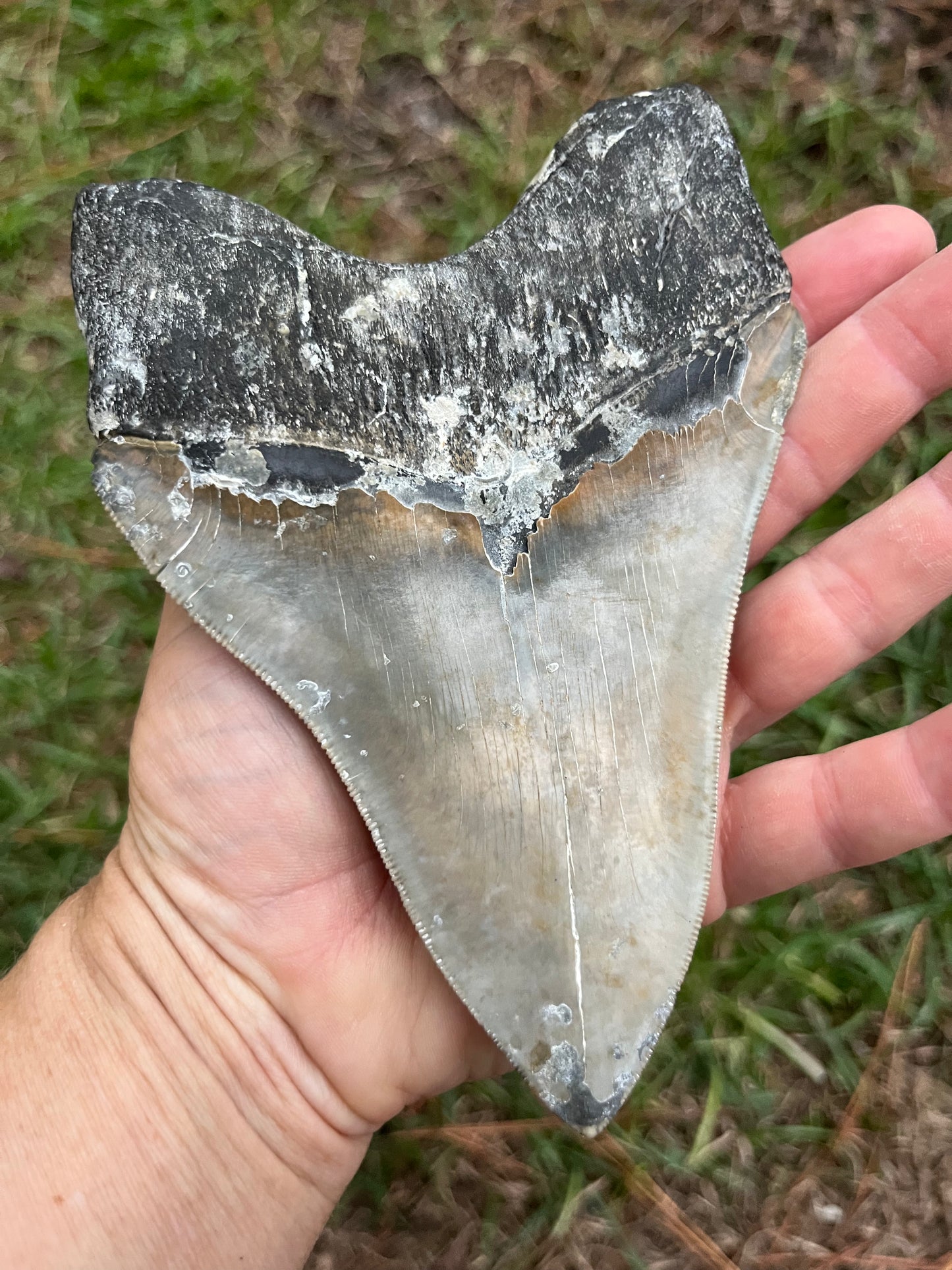 Top quality 5.7” megalodon tooth