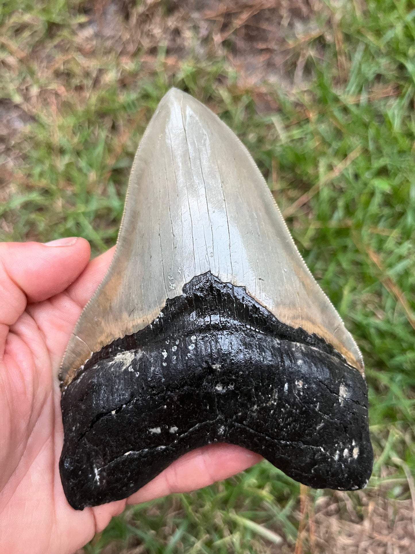 Top quality 5.7” megalodon tooth