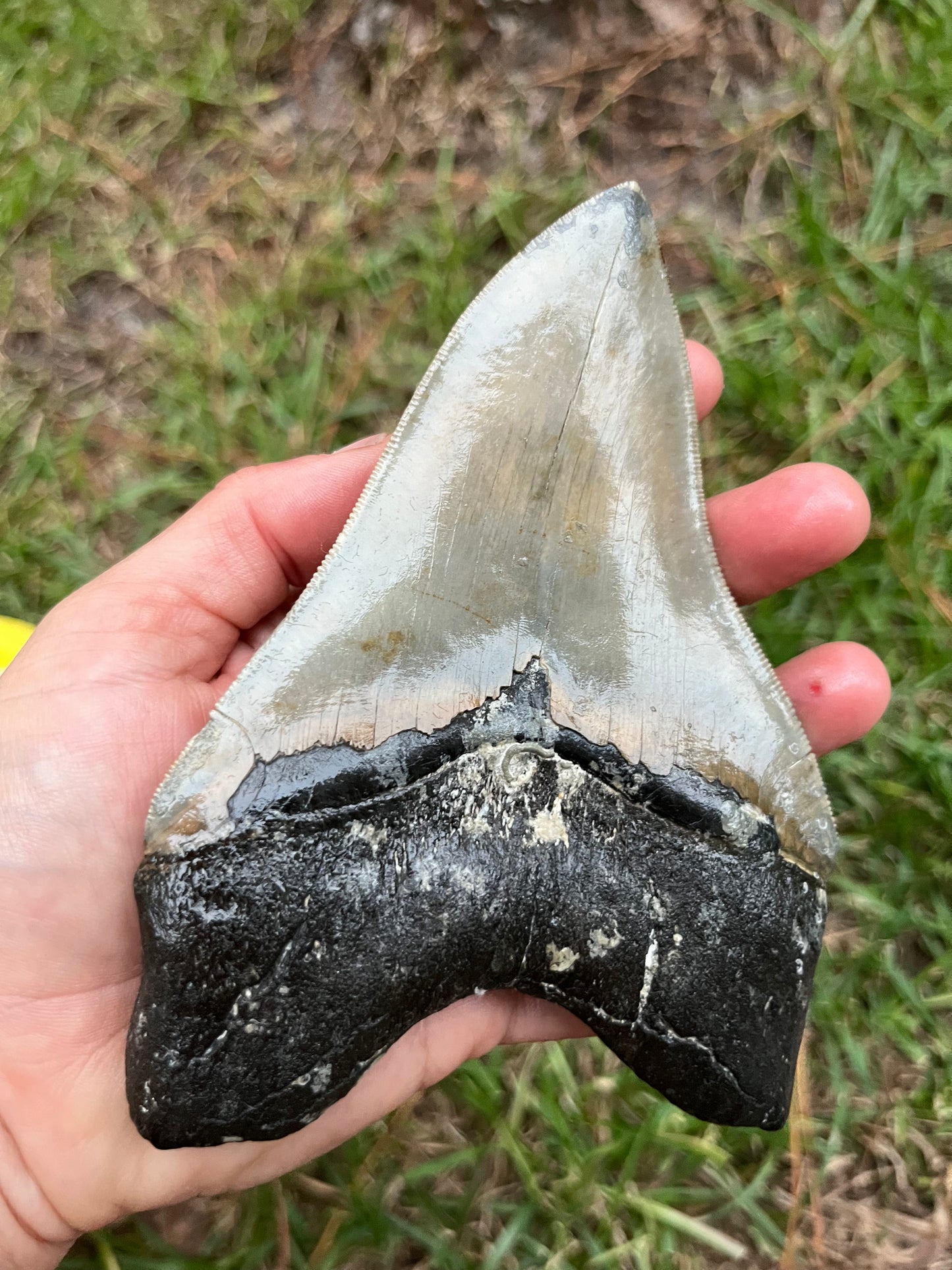 Top quality 5.7” megalodon tooth