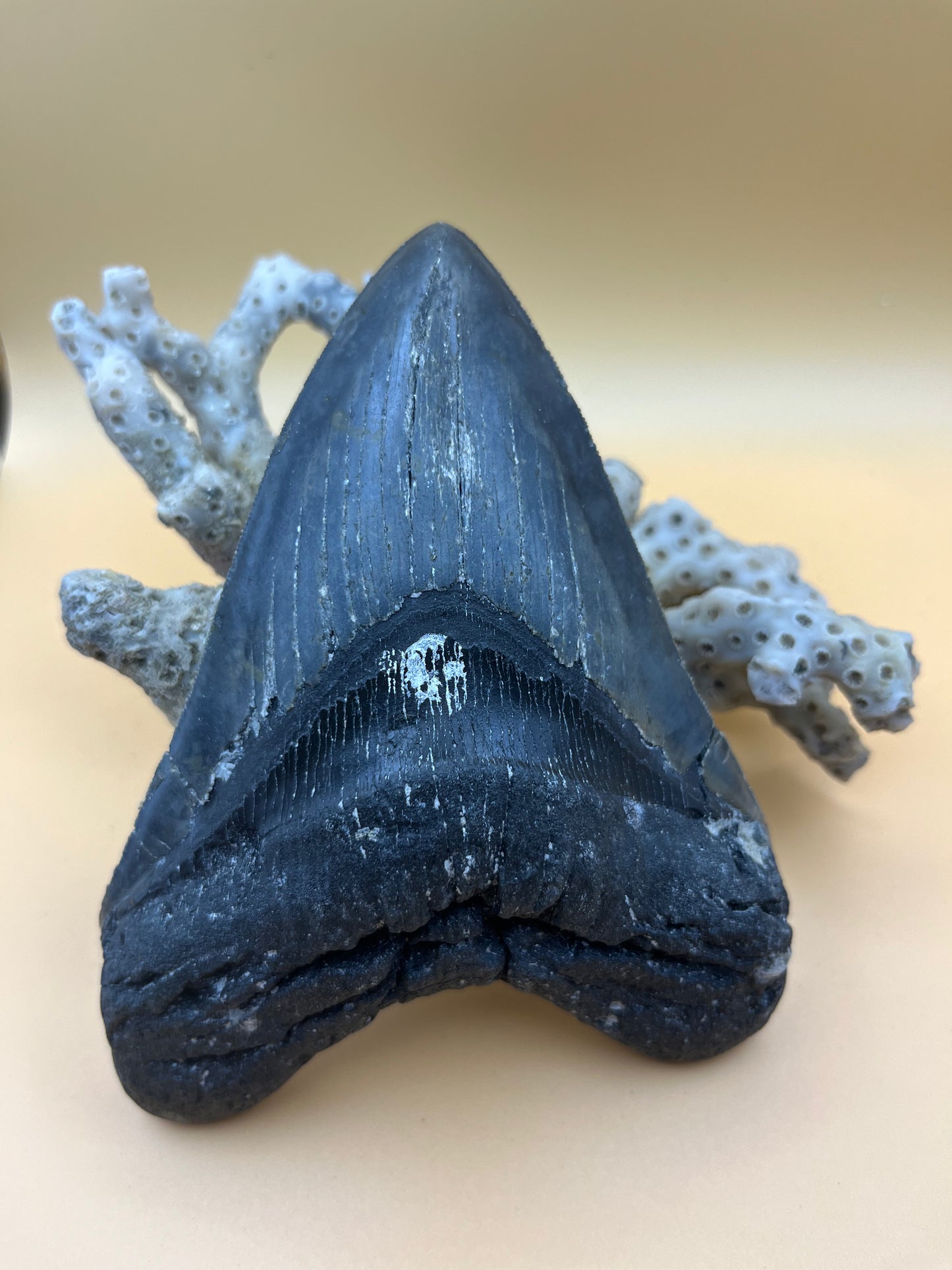 5.5” top quality serrations meg tooth!