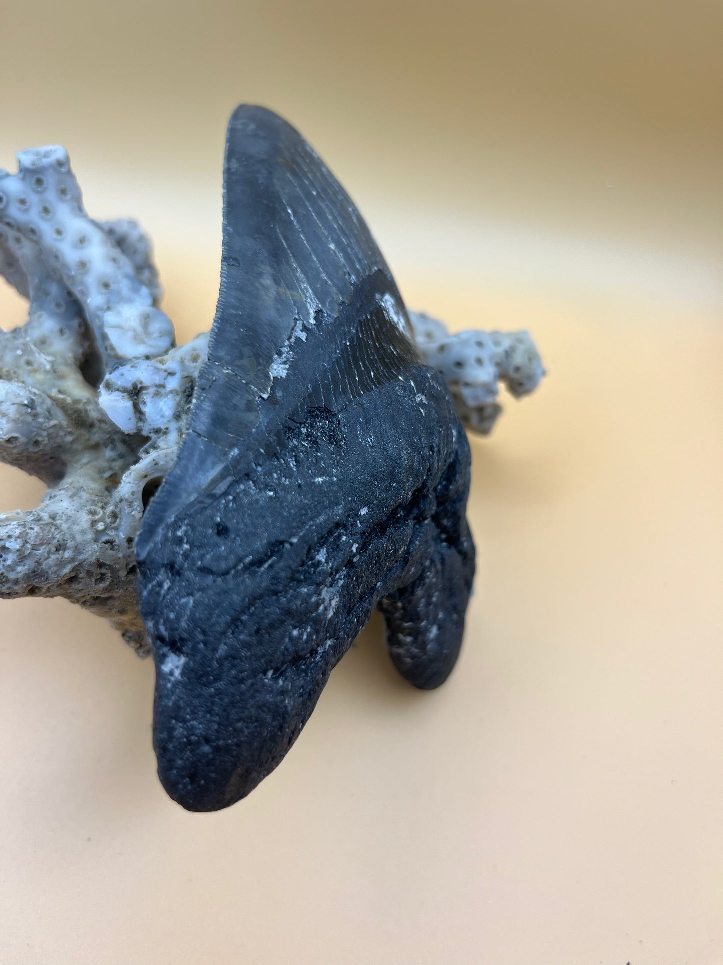 5.5” top quality serrations meg tooth!