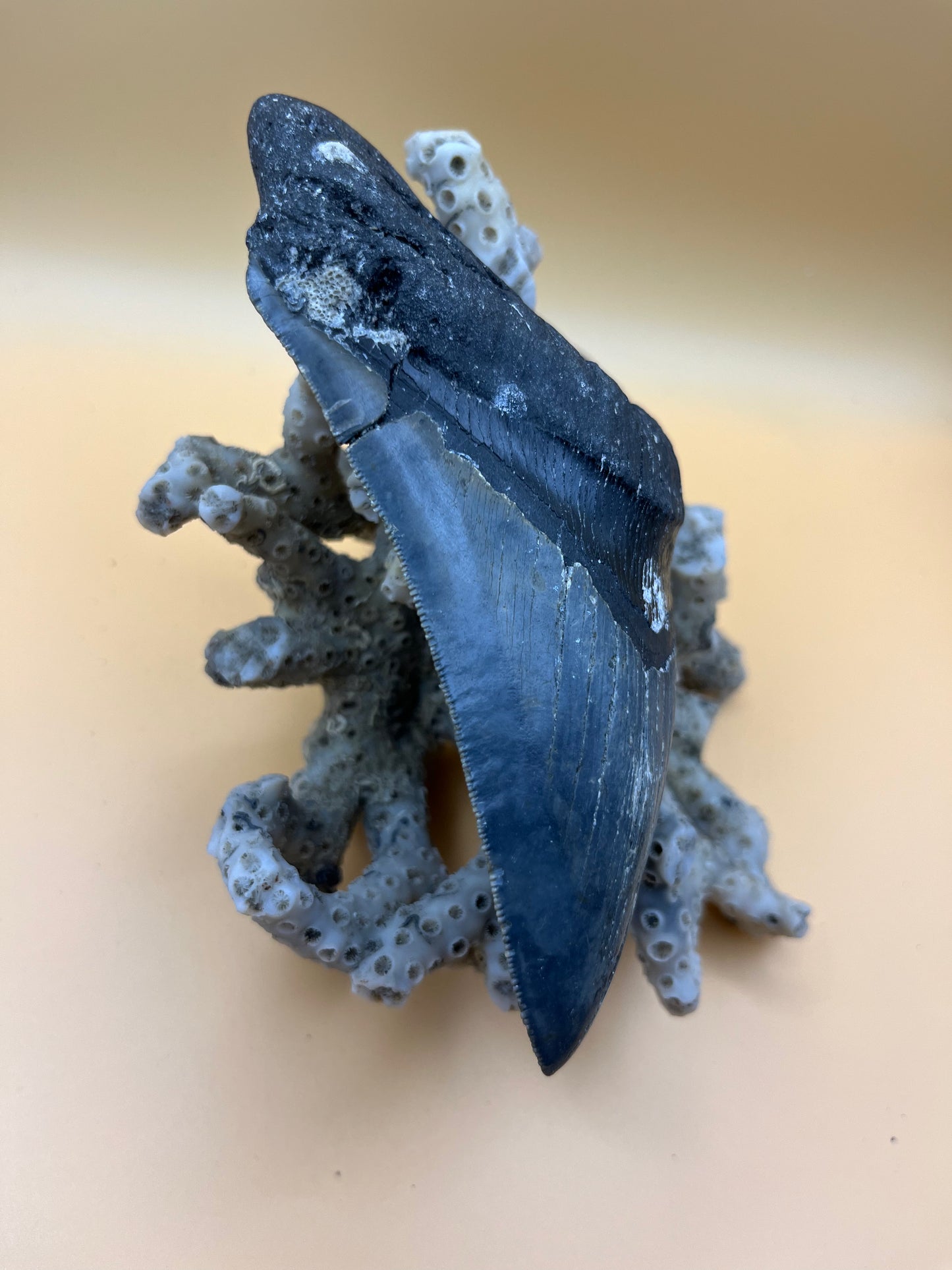5.5” top quality serrations meg tooth!