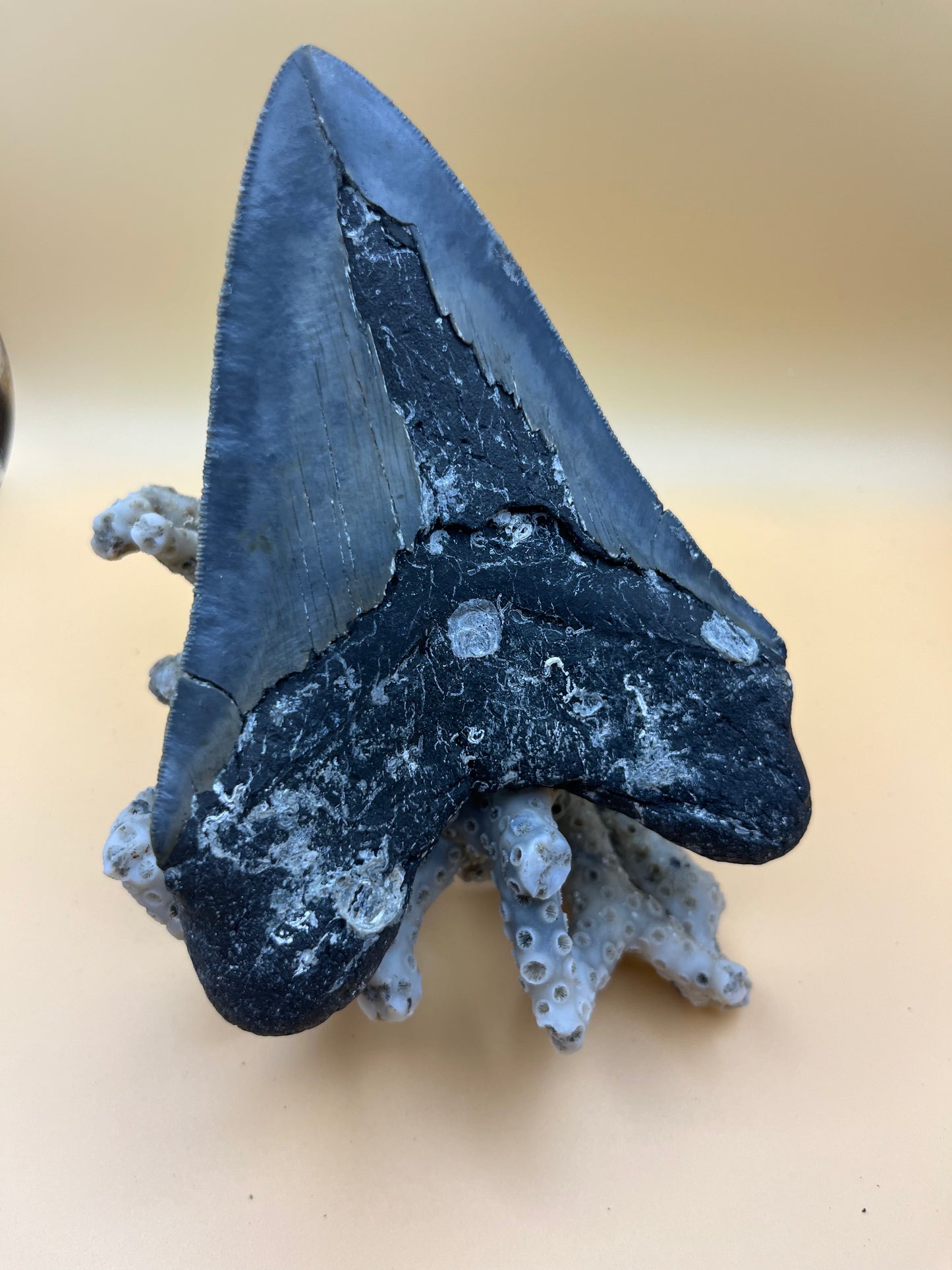 5.5” top quality serrations meg tooth!
