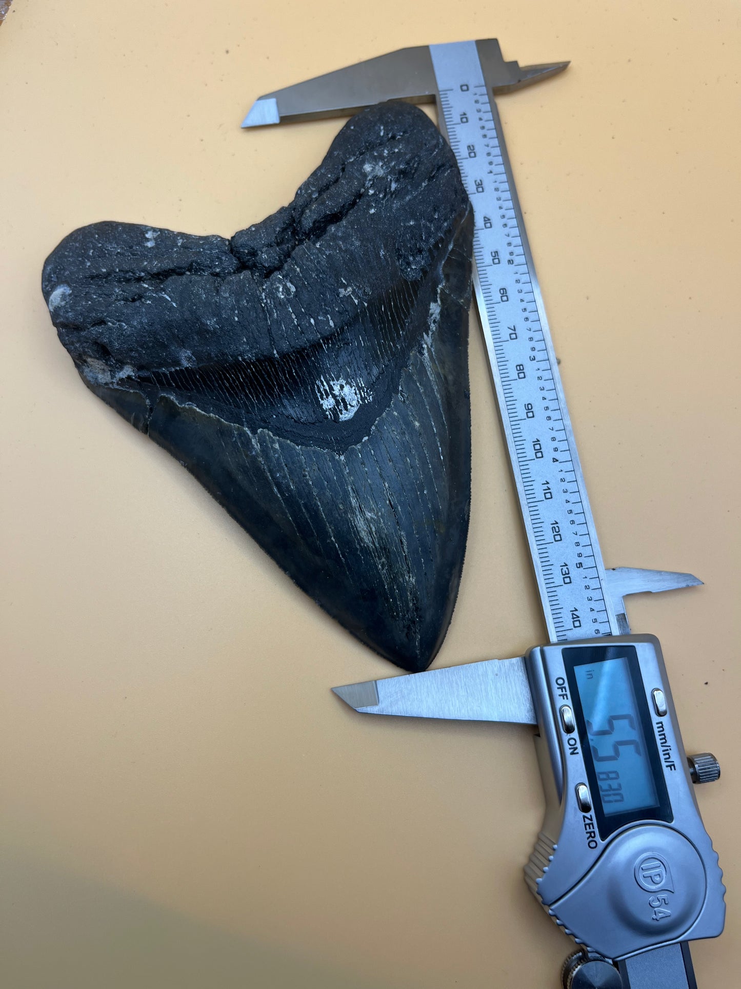 5.5” top quality serrations meg tooth!