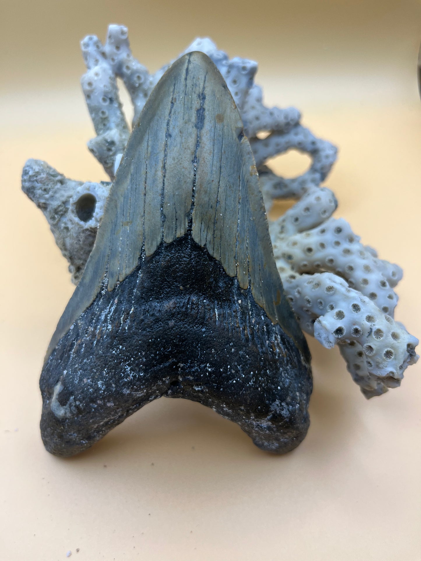 5.5” megalodon tooth